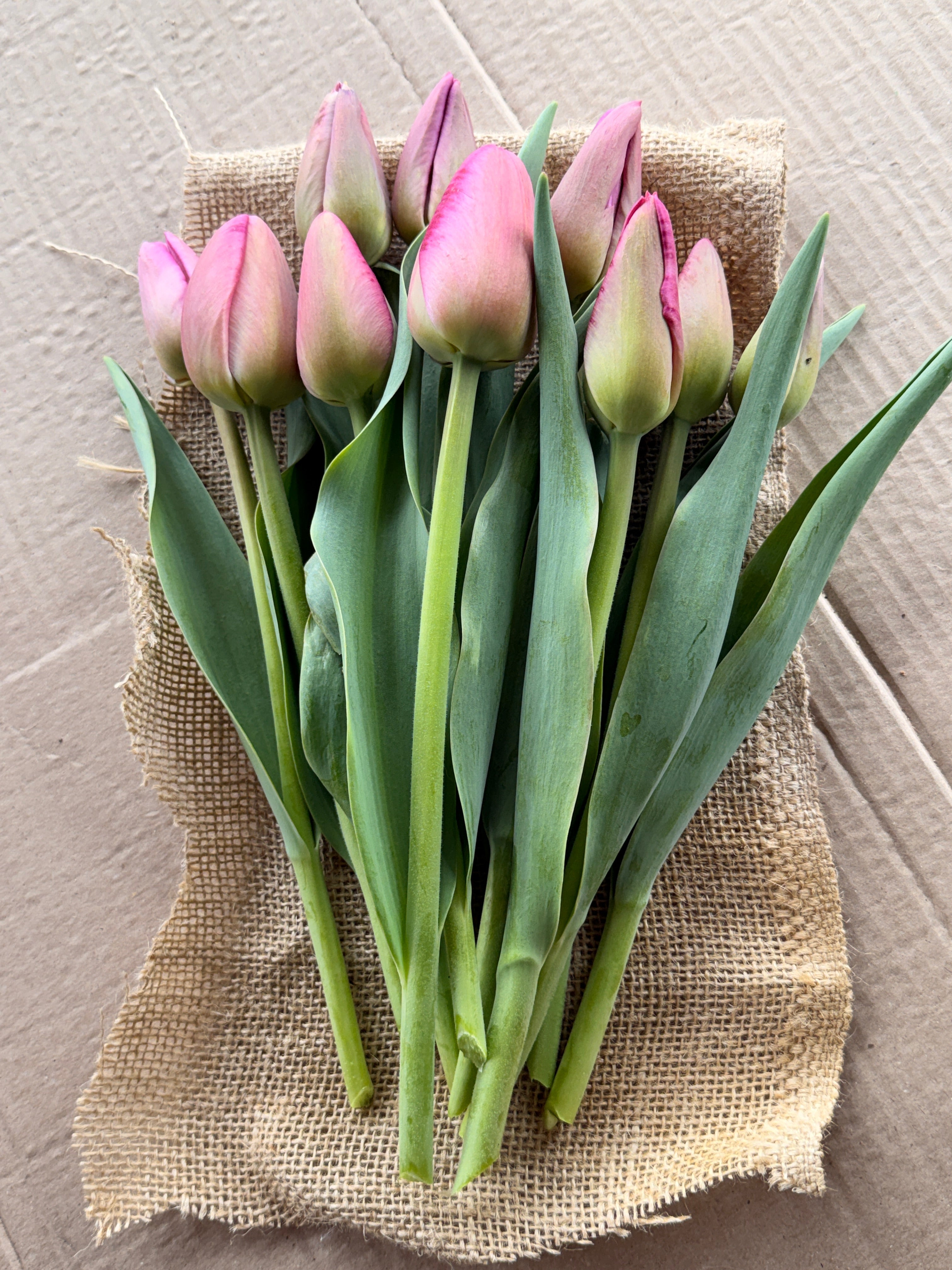 Tulip - Purple Pride