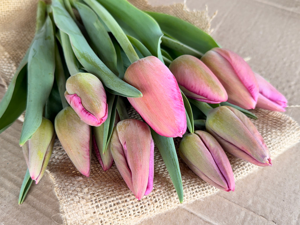 Tulip - Purple Pride