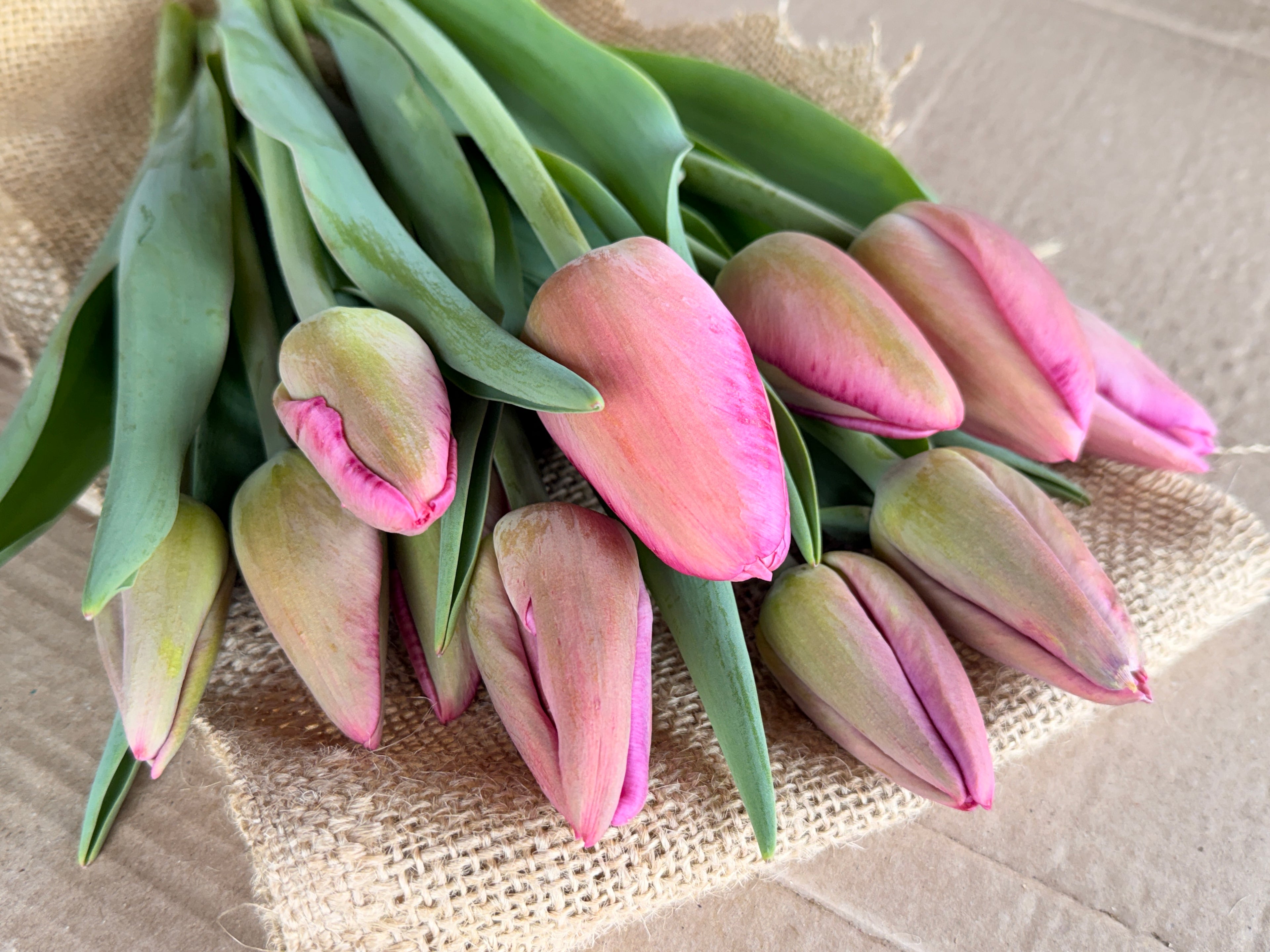 Tulip - Purple Pride