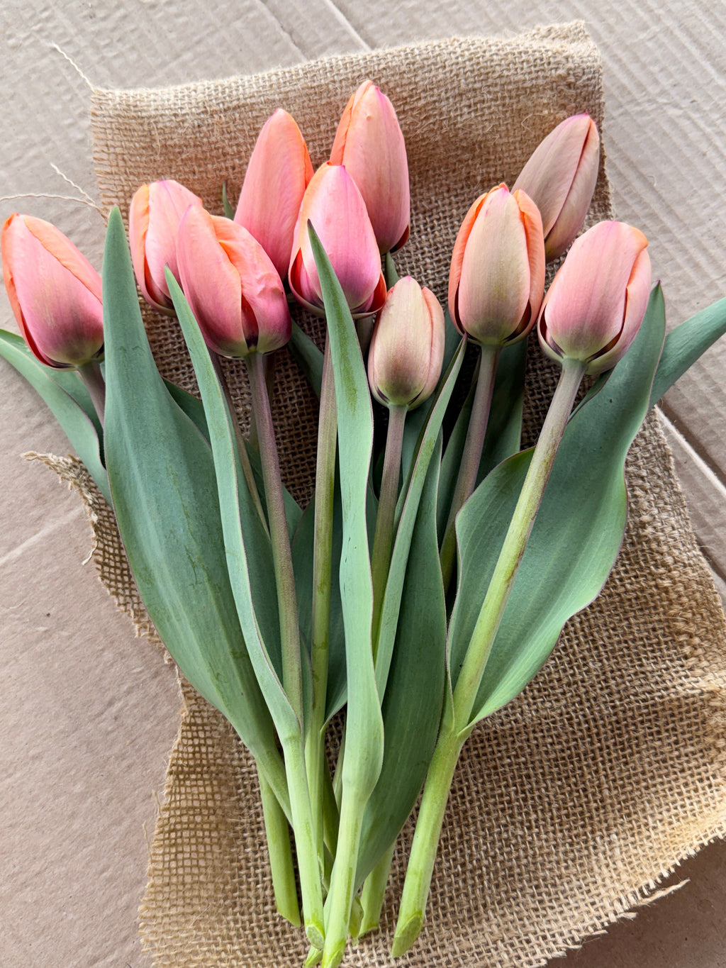 Tulip - Apricot Impressions