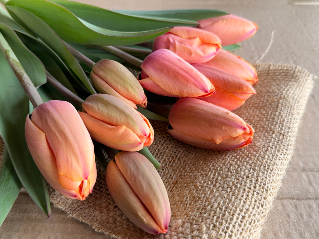 Tulip - Apricot Impressions