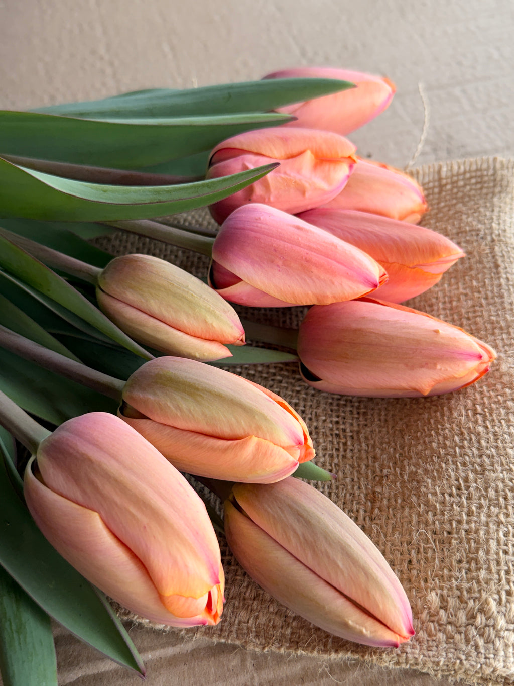 Tulip - Apricot Impressions