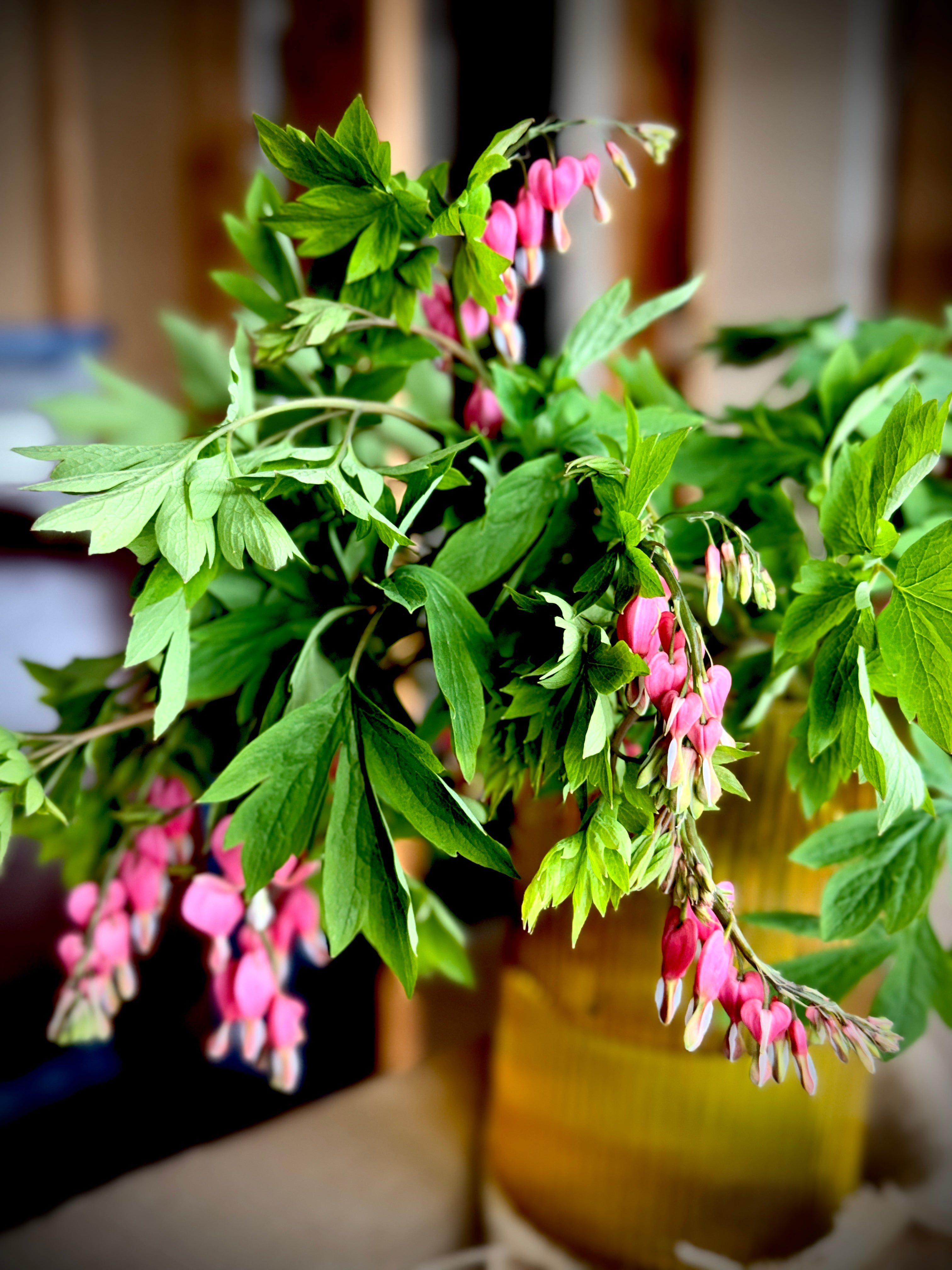 Bleeding Heart - Pink