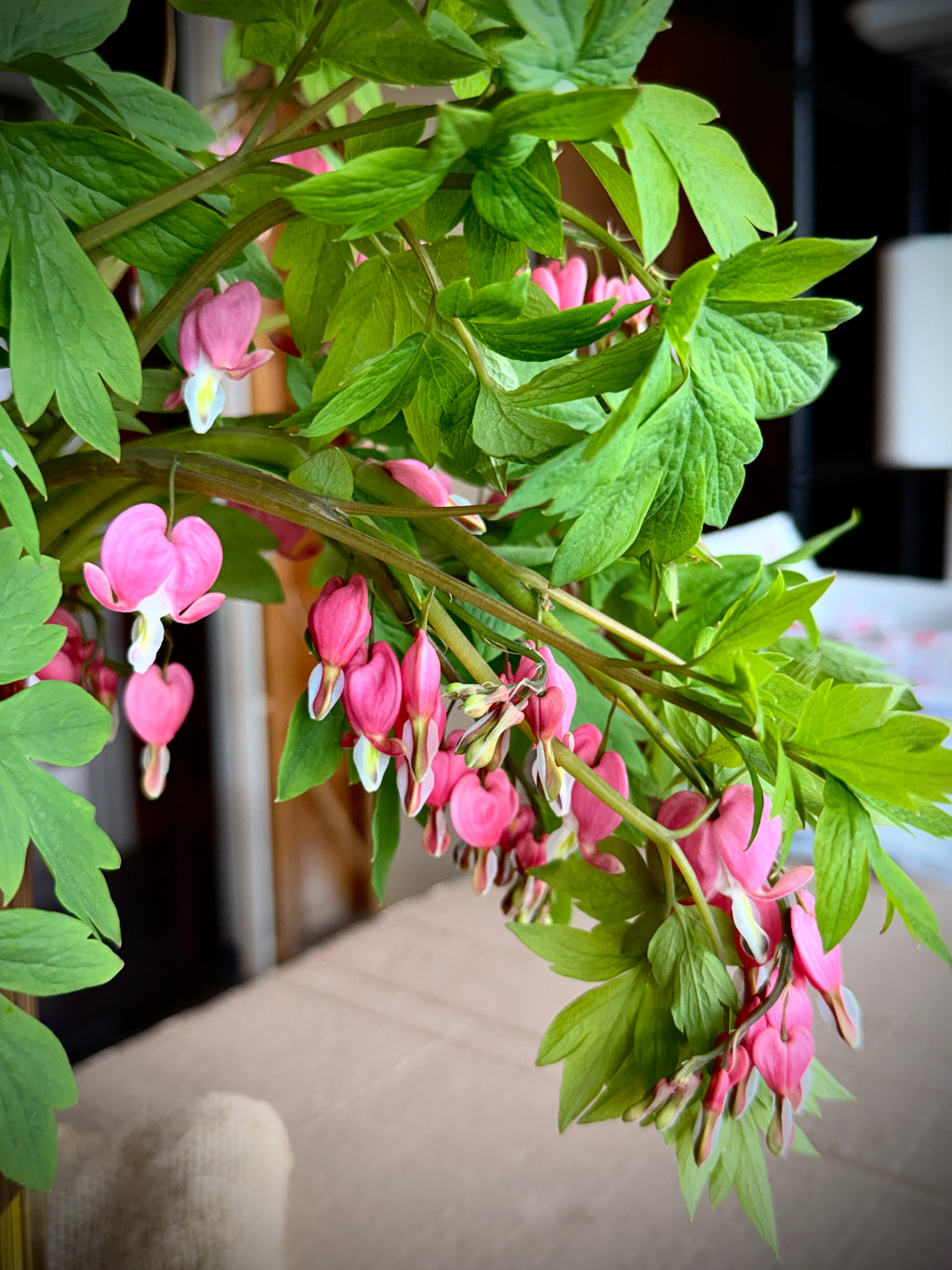 Bleeding Heart - Pink