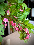Bleeding Heart - Pink