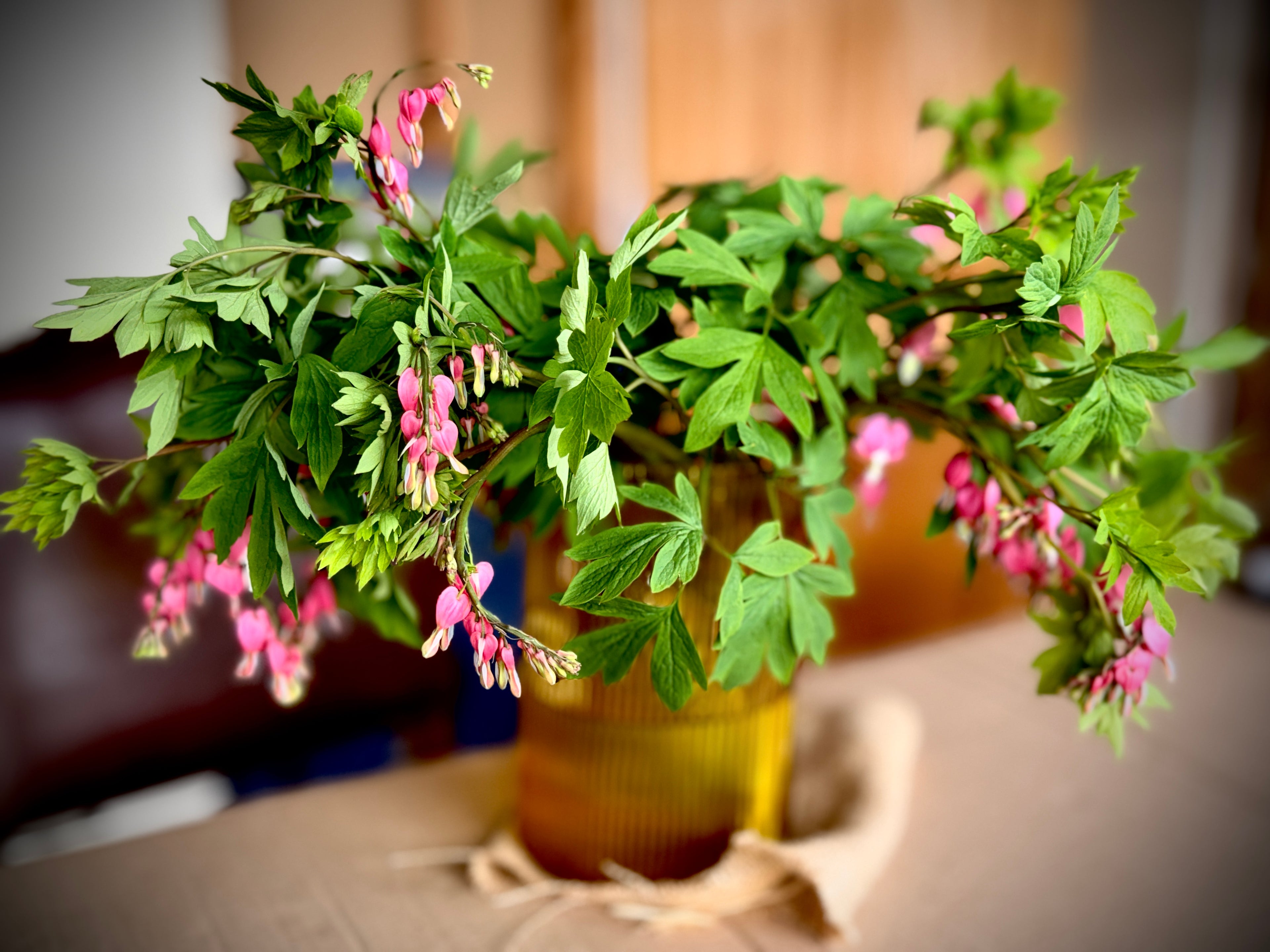 Bleeding Heart - Pink