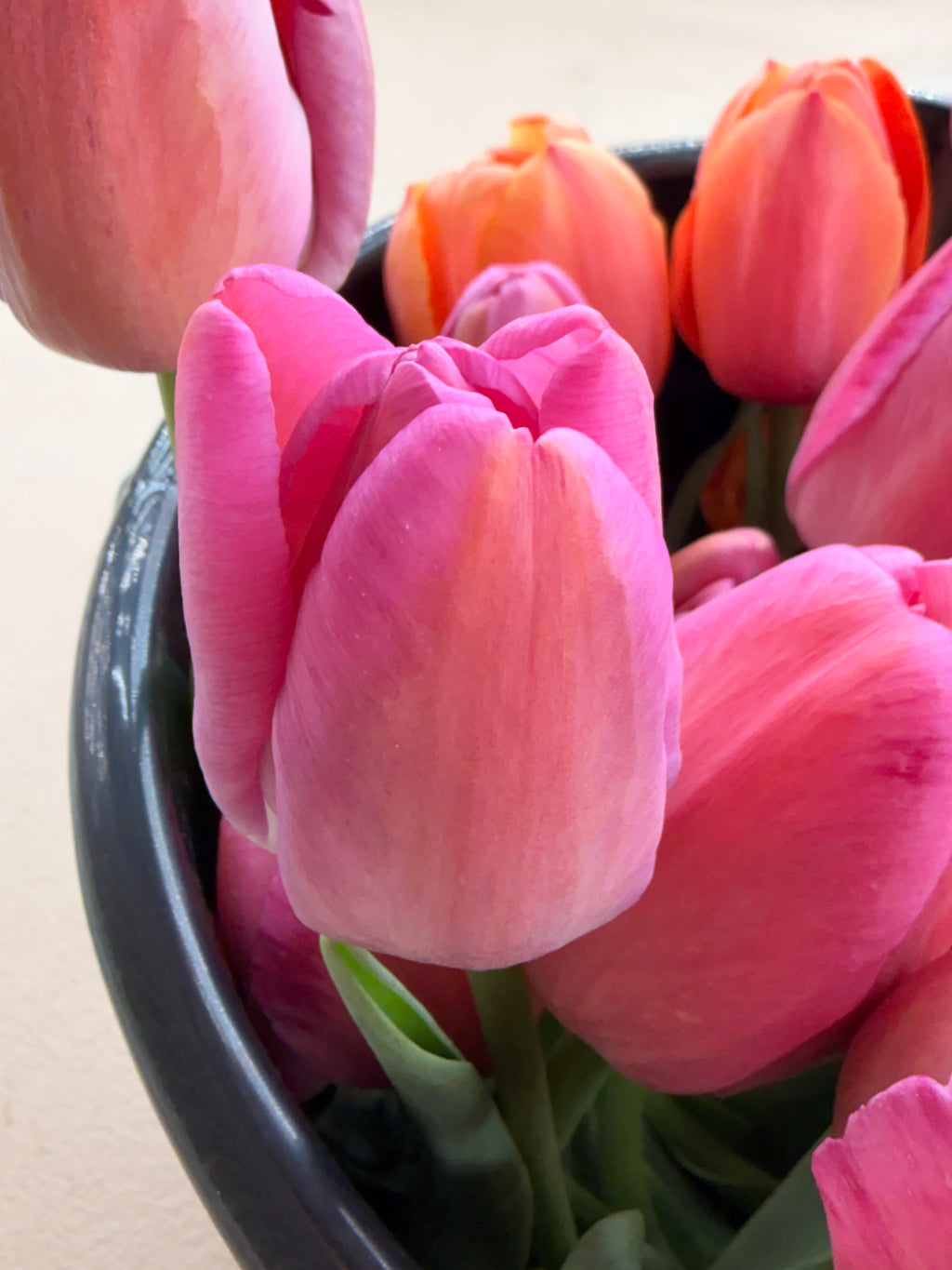 Tulip - Purple Pride
