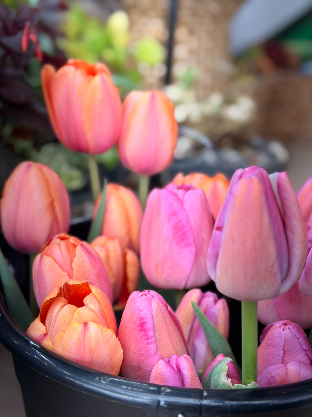 Tulip - Purple Pride