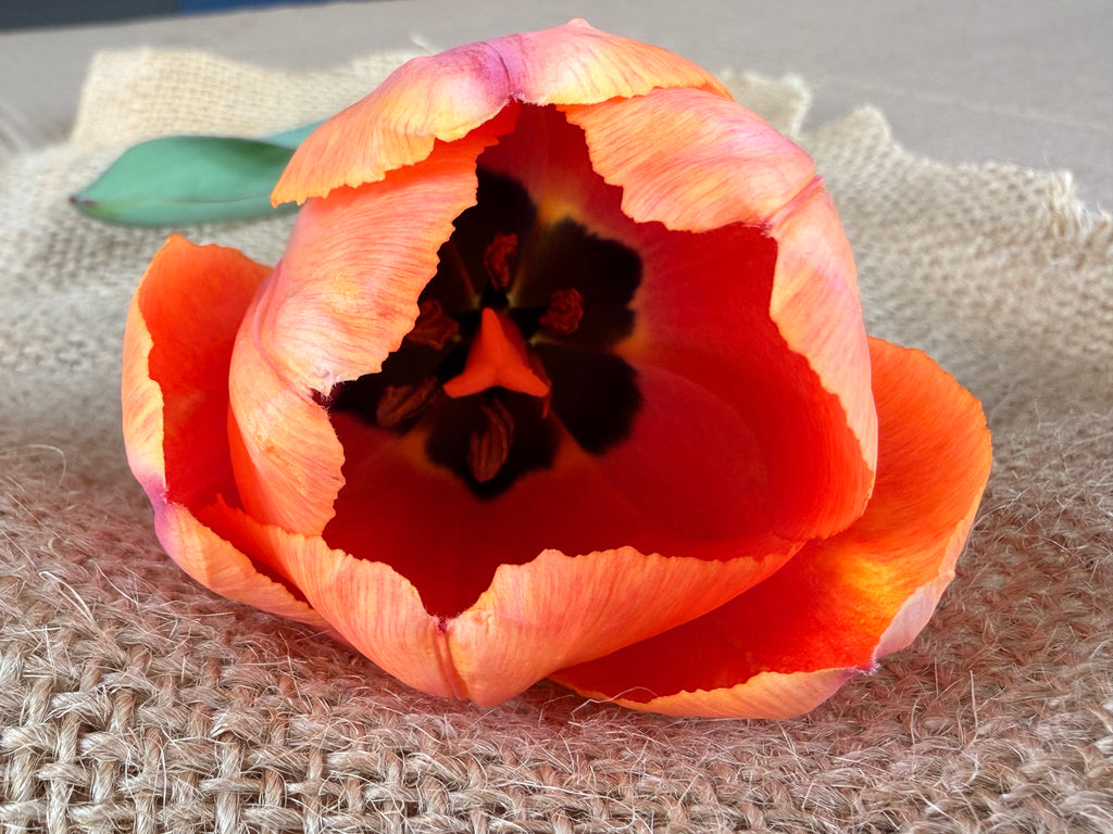 Tulip - Apricot Impressions