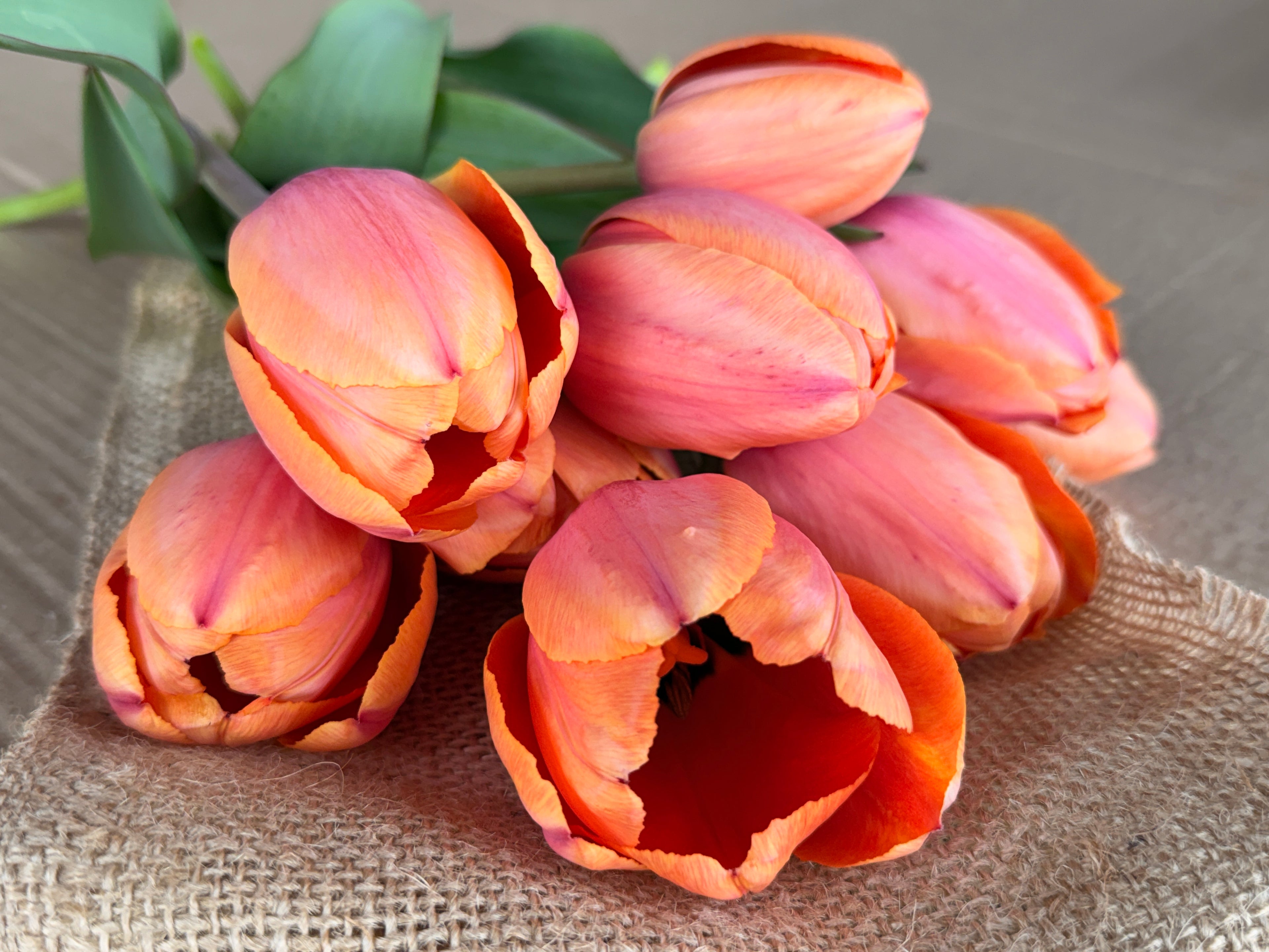 Tulip - Apricot Impressions