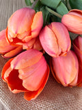 Tulip - Apricot Impressions