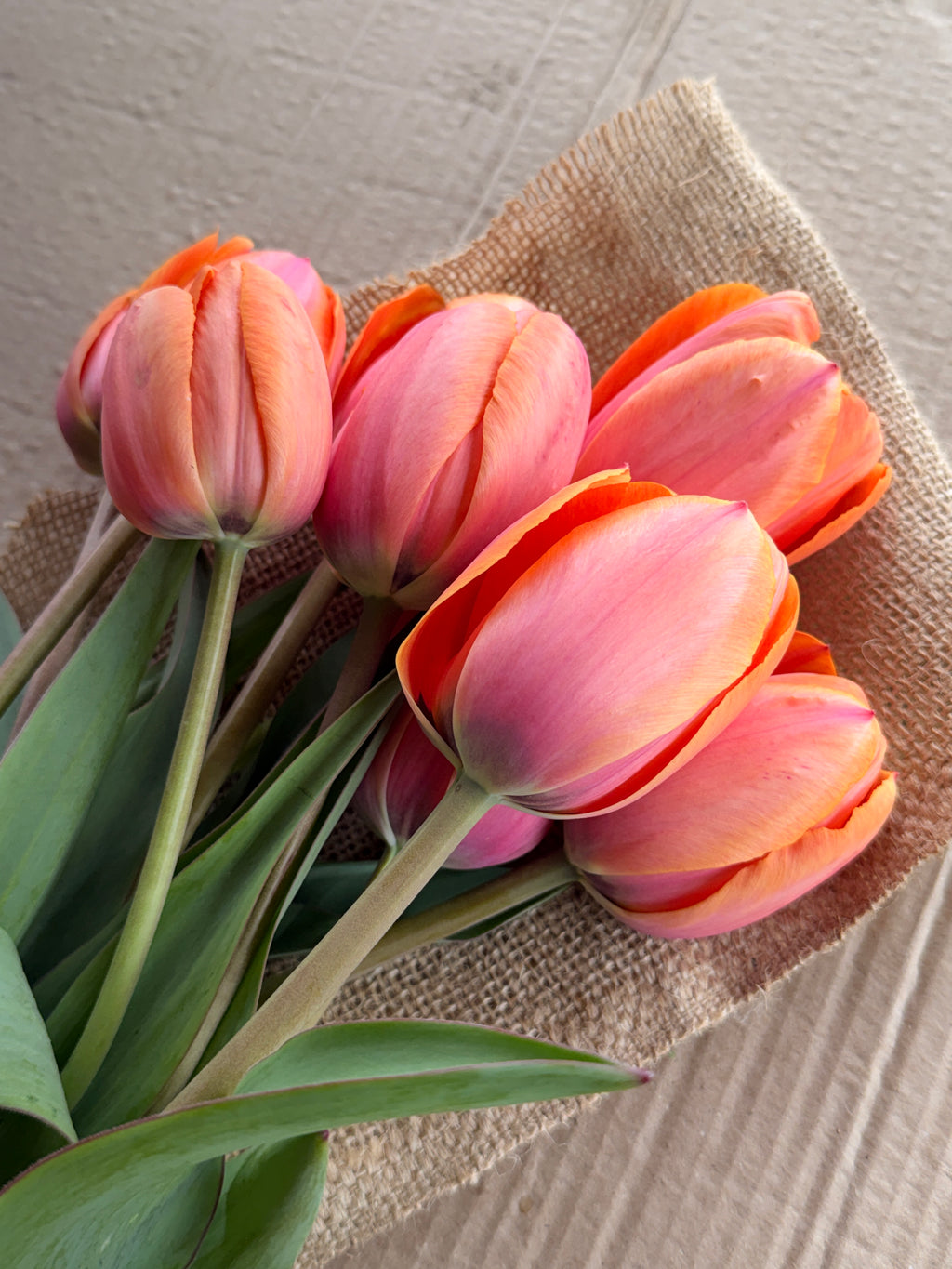 Tulip - Apricot Impressions