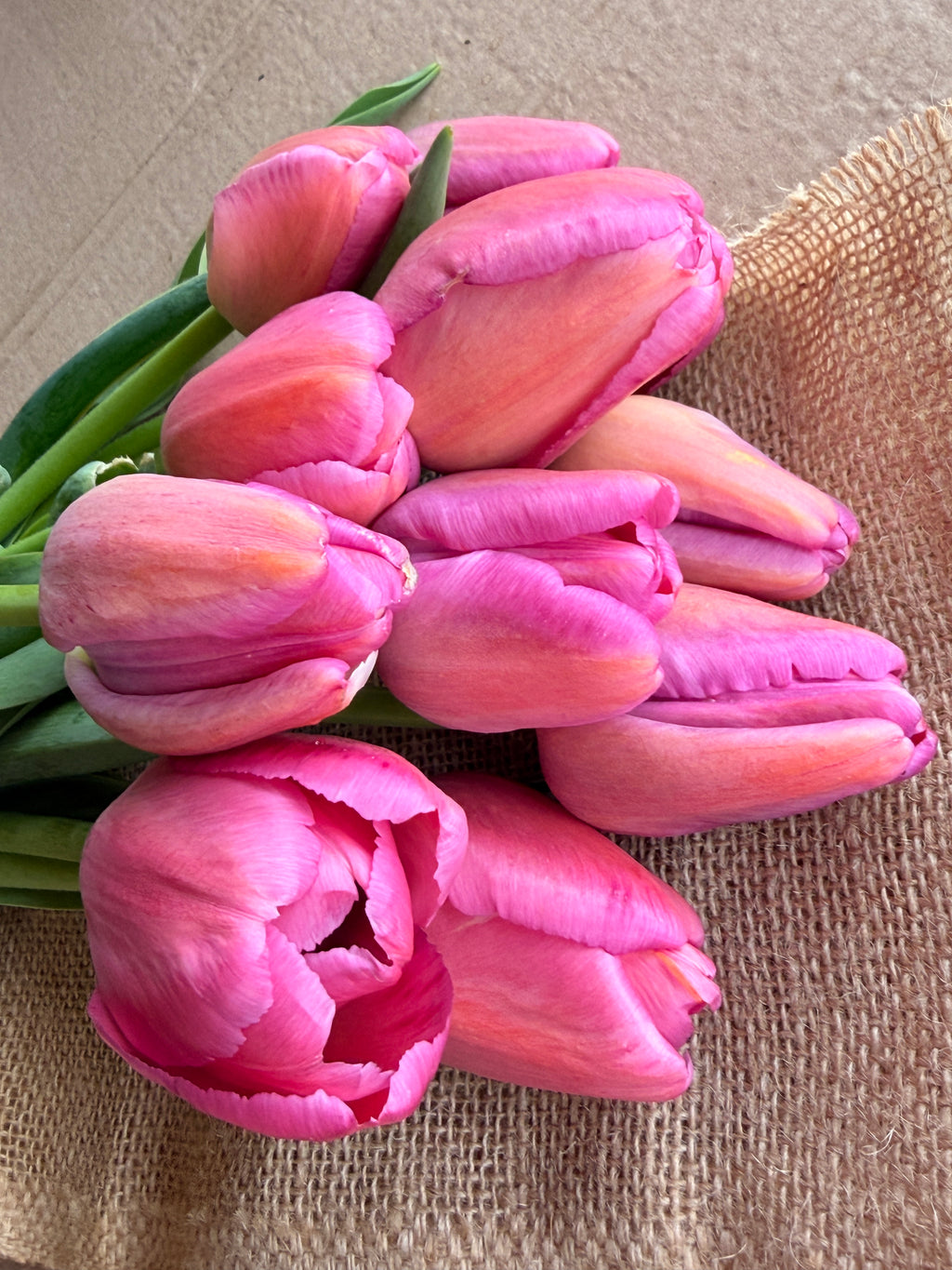 Tulip - Purple Pride