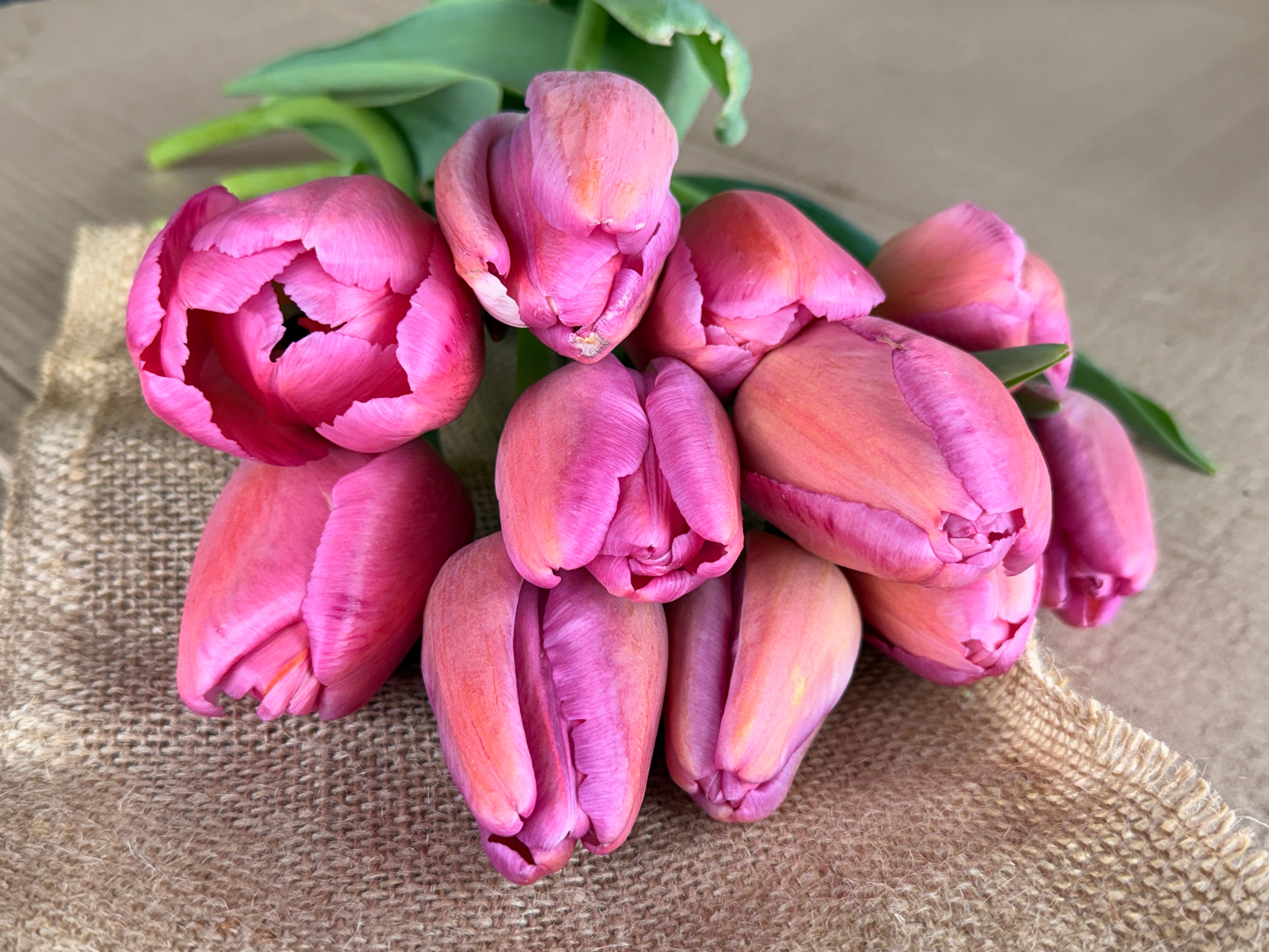 Tulip - Purple Pride