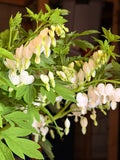 Bleeding Heart - White