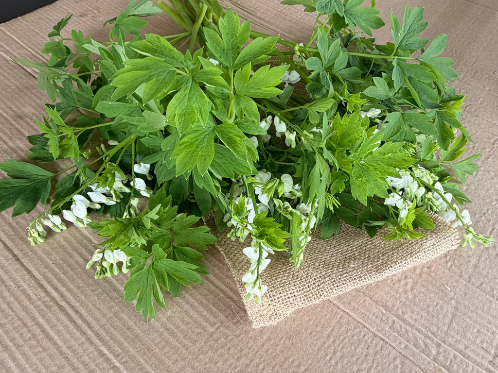 Bleeding Heart - White