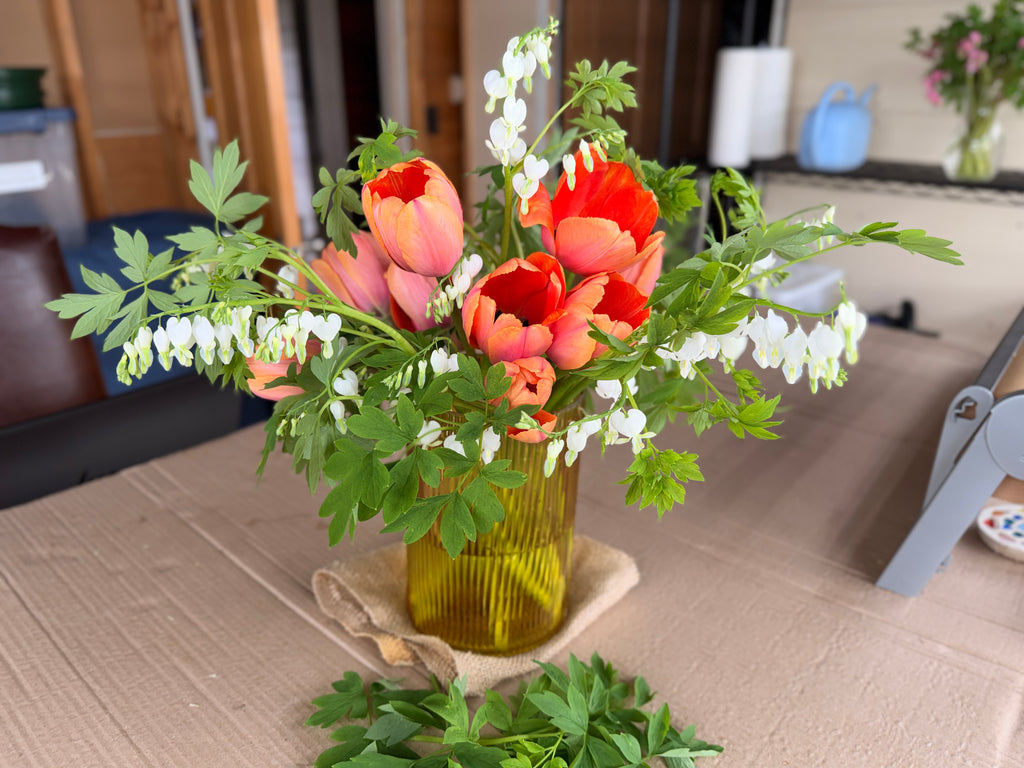 Tulip - Apricot Impressions