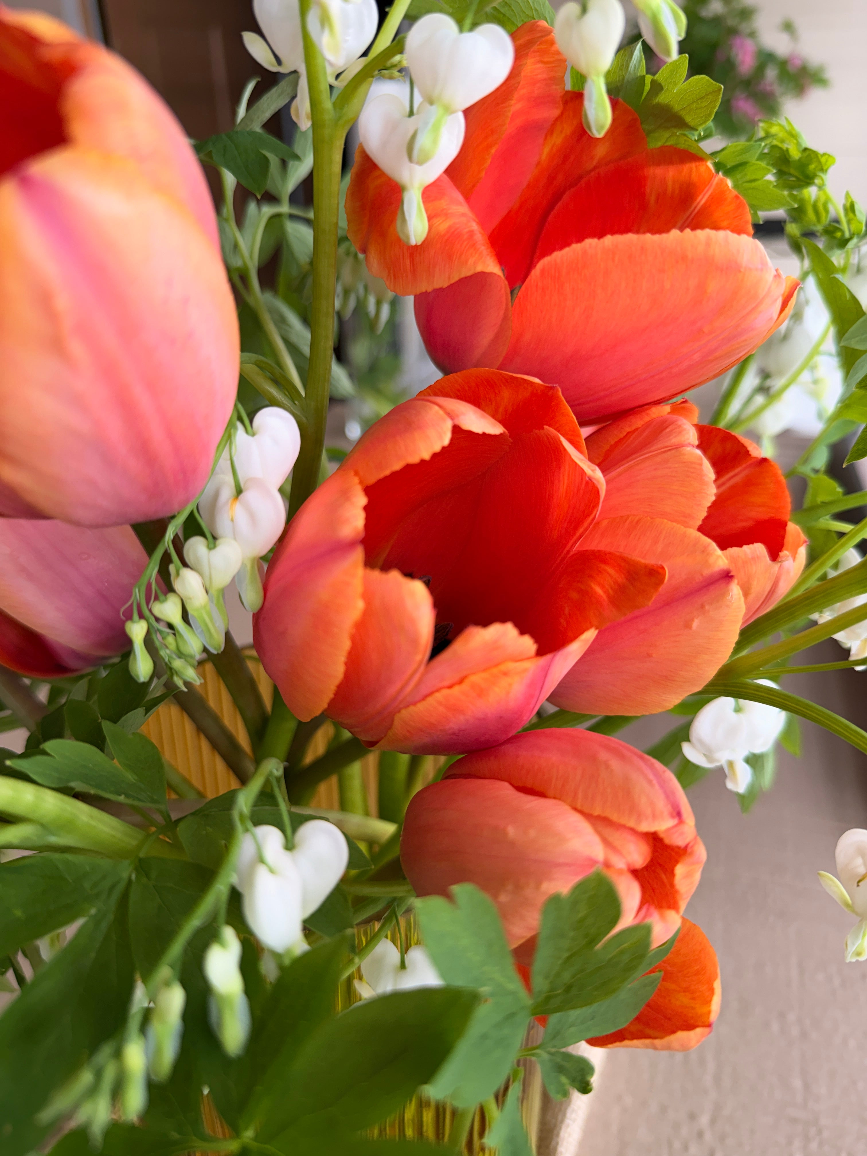 Tulip - Apricot Impressions