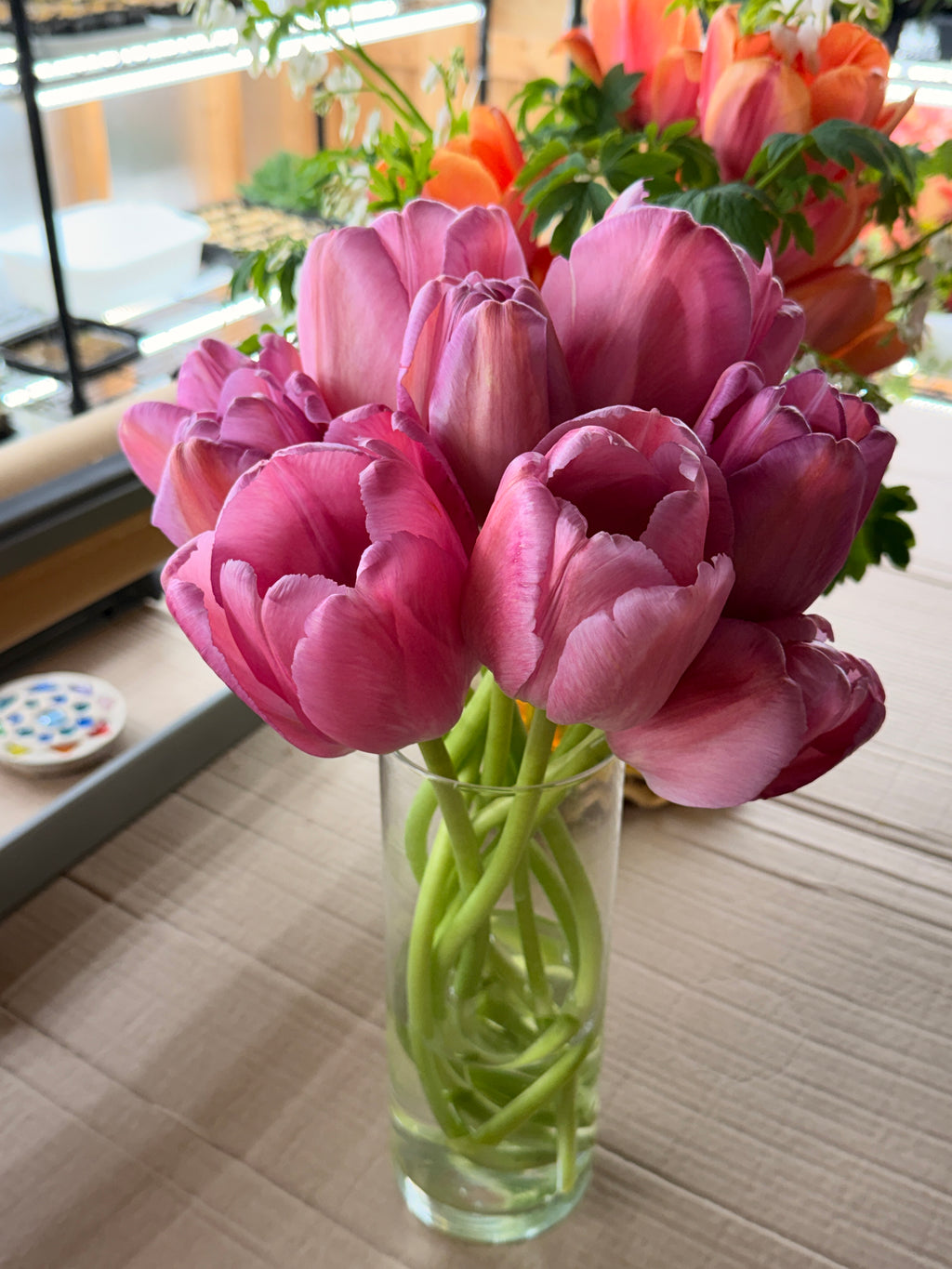 Tulip - Purple Pride