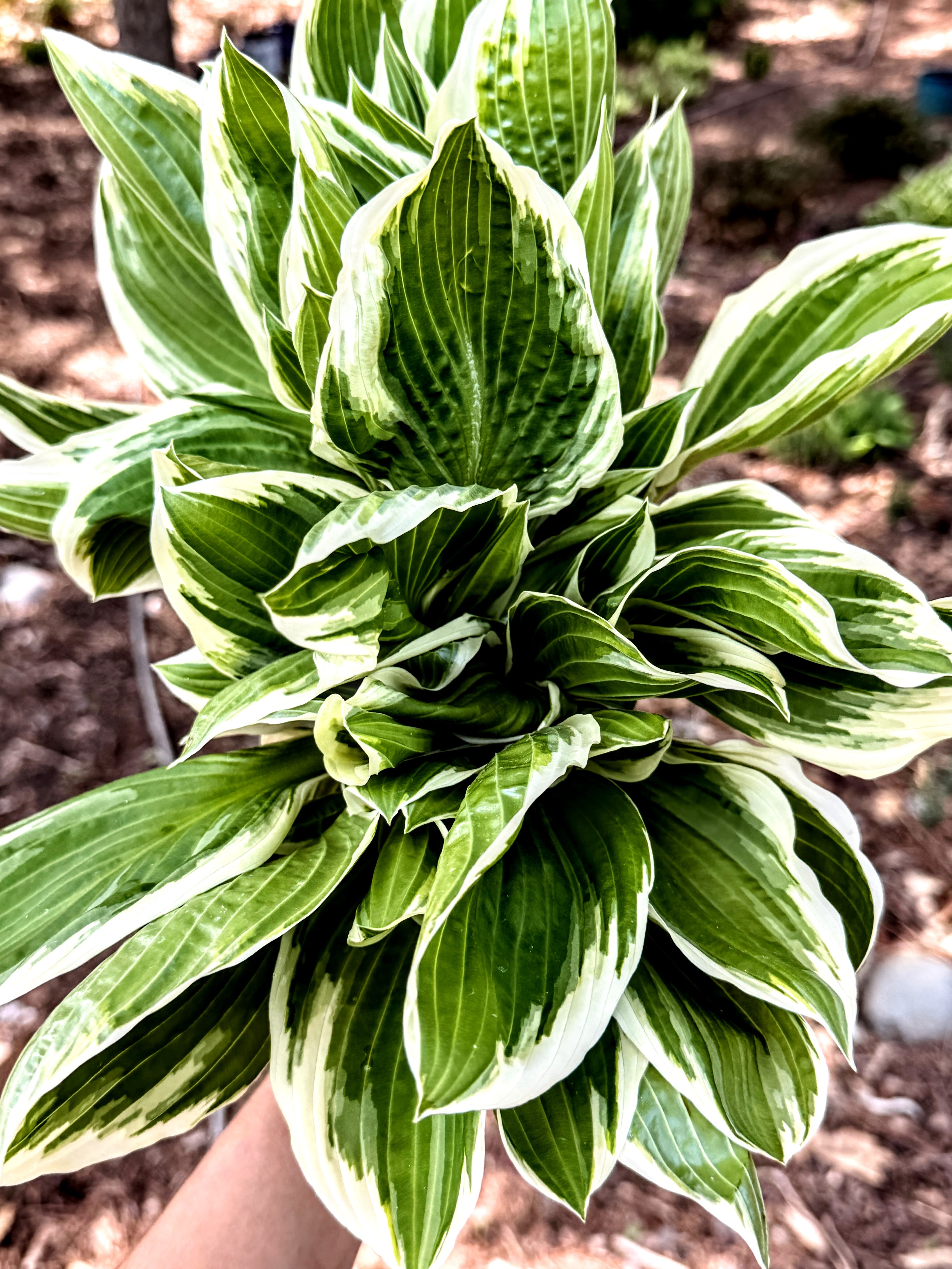 Hosta Foliage - Variegated