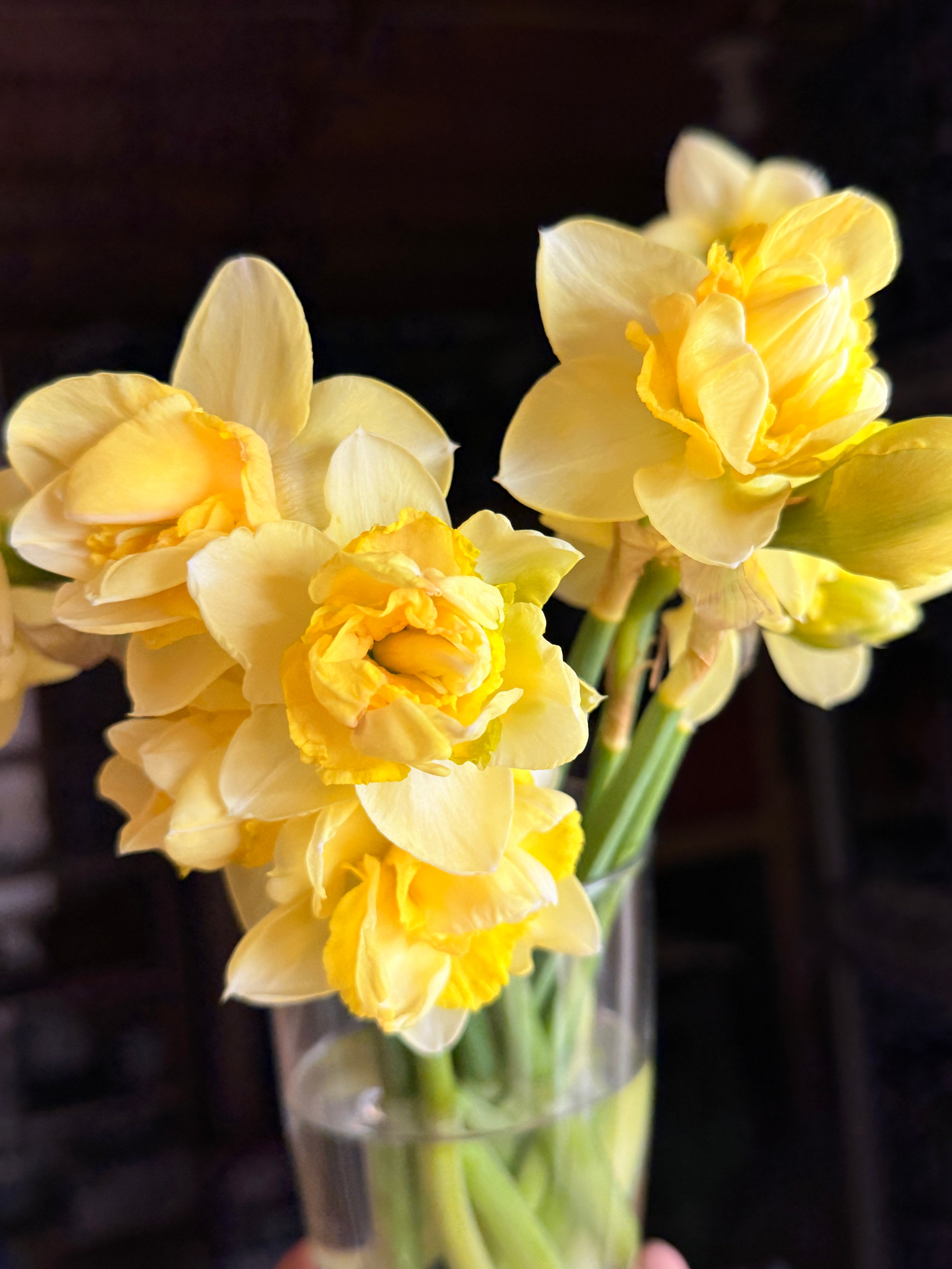 Daffodil - Art Design