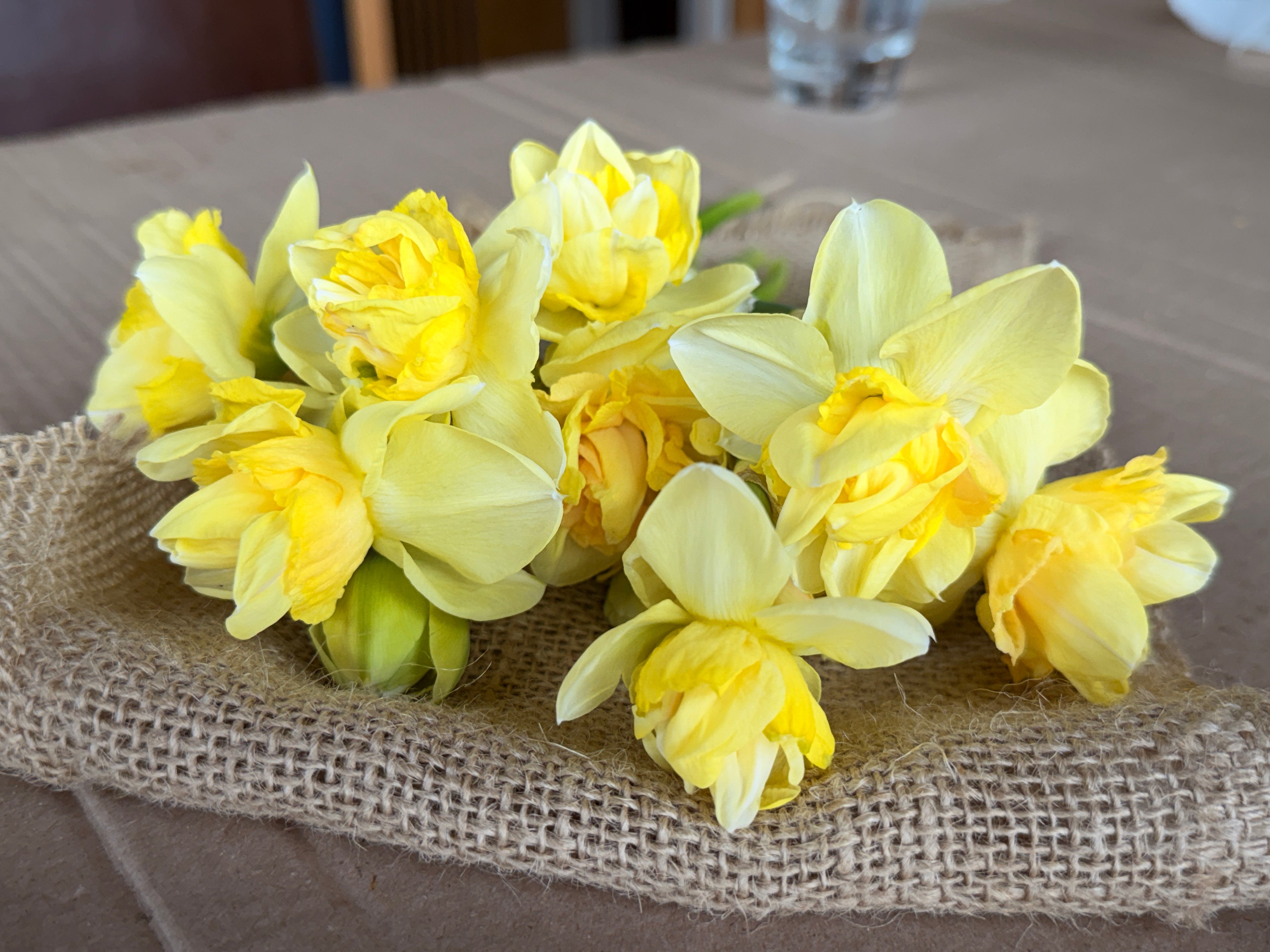 Daffodil - Art Design