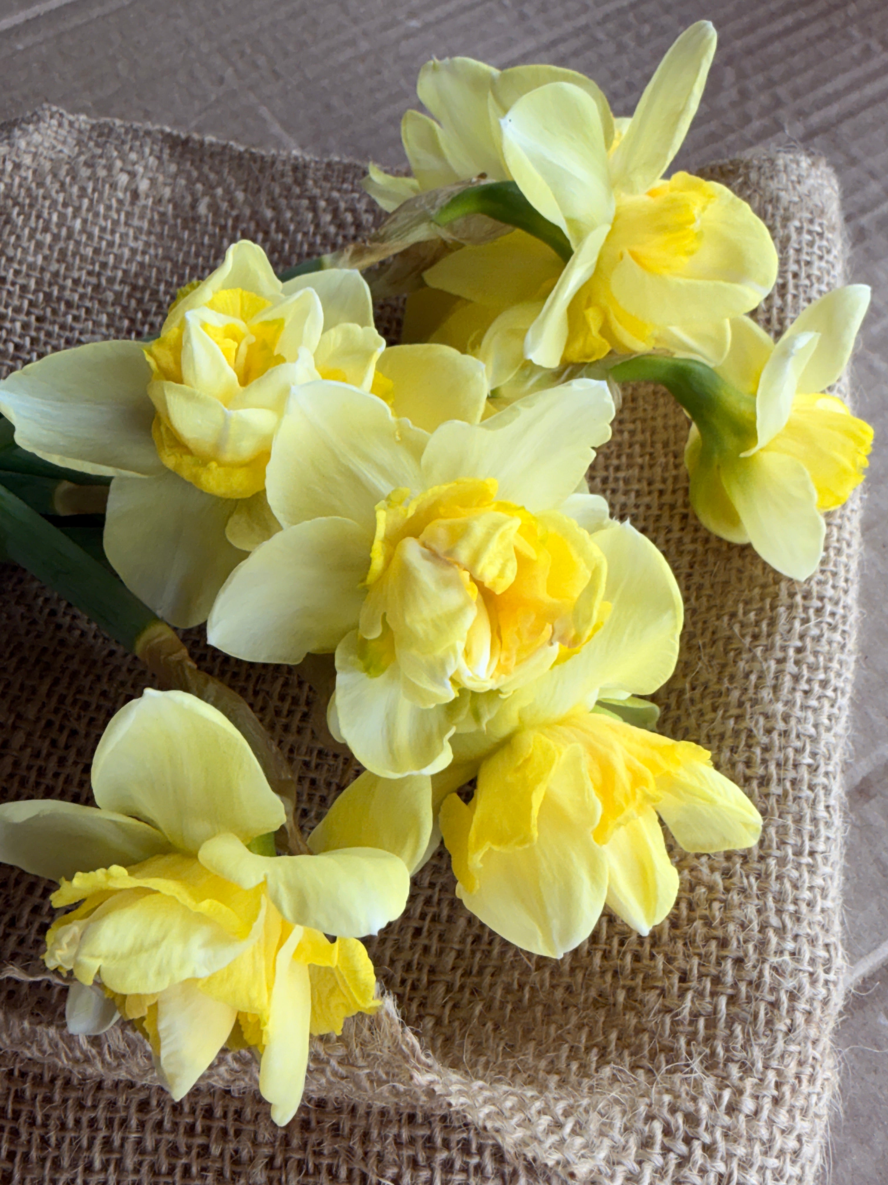 Daffodil - Art Design