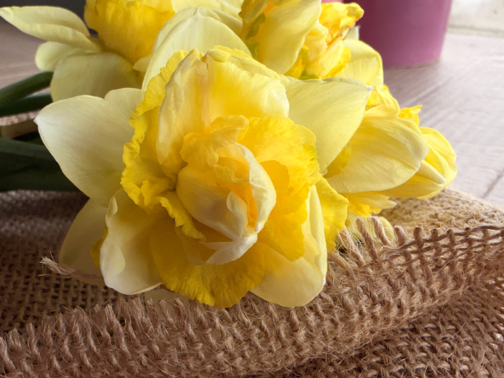 Daffodil - Art Design