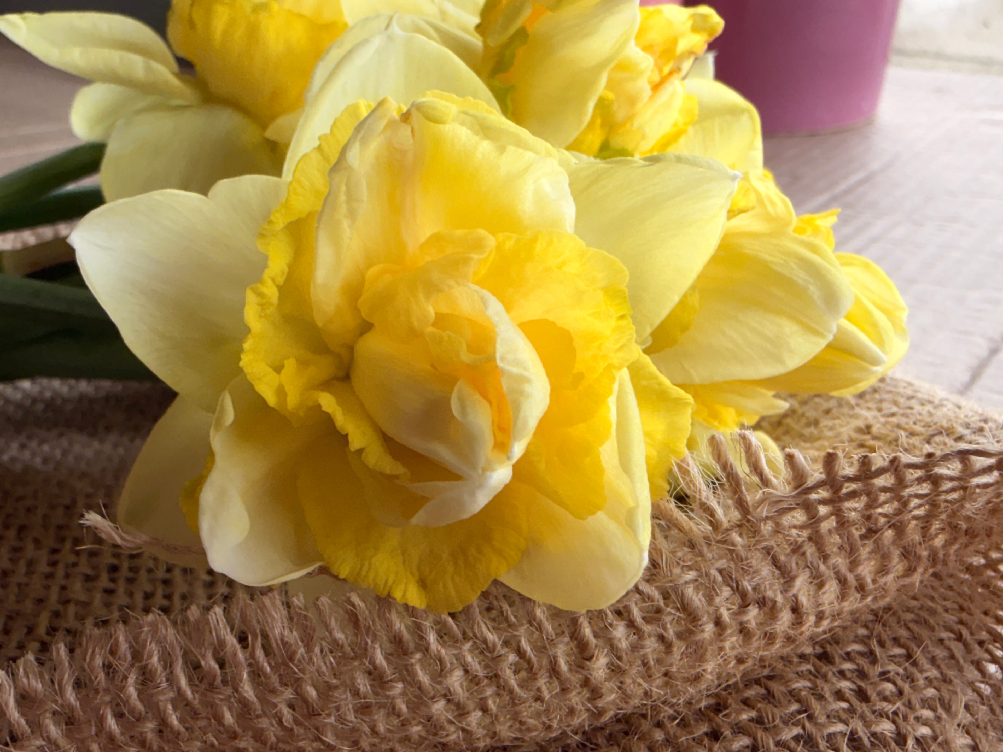 Daffodil - Art Design