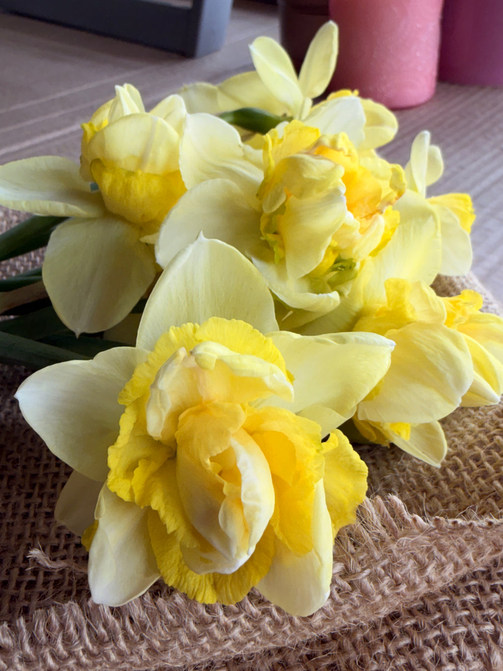 Daffodil - Art Design