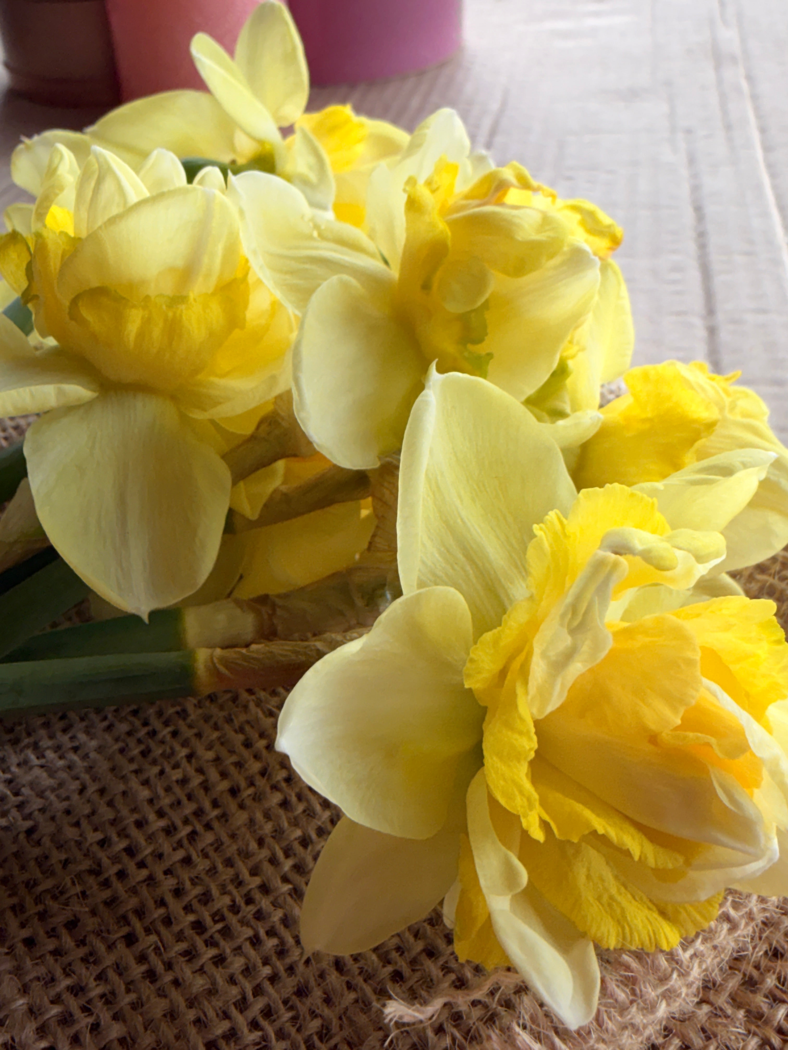 Daffodil - Art Design