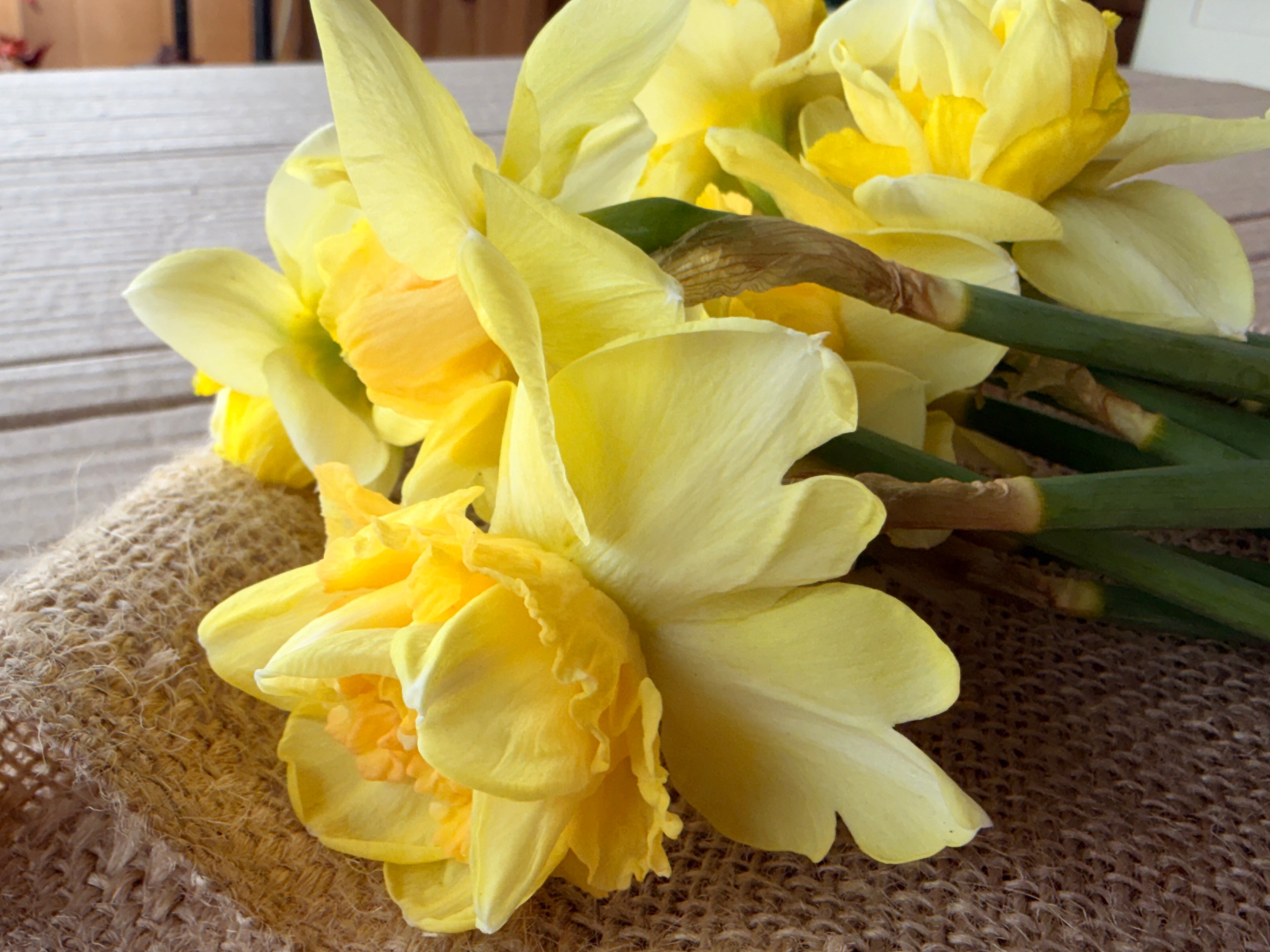 Daffodil - Art Design