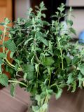 Catmint Foliage