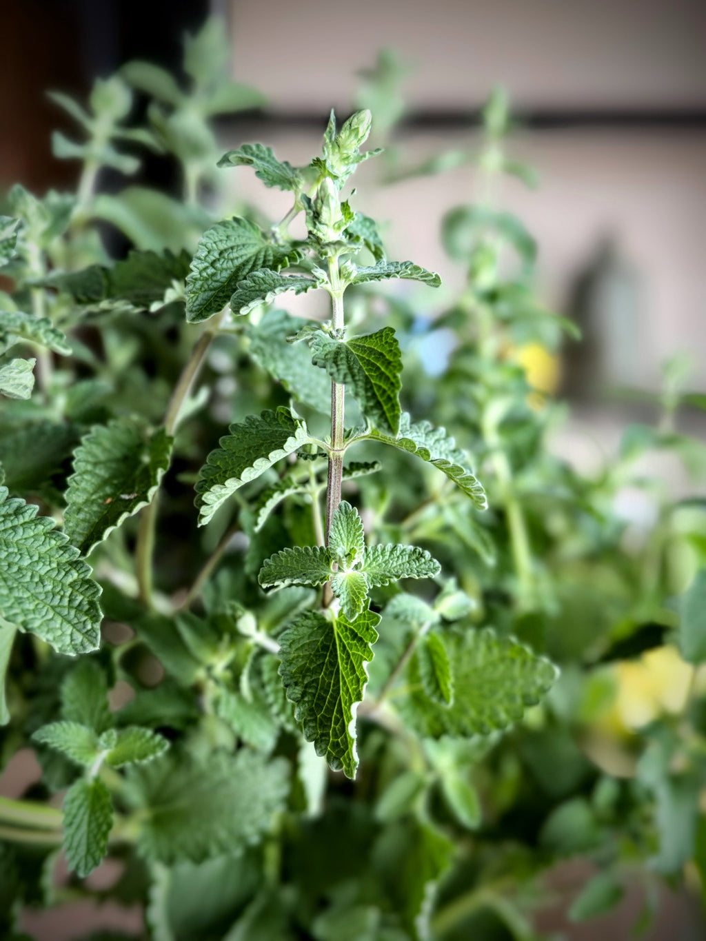 Catmint Foliage