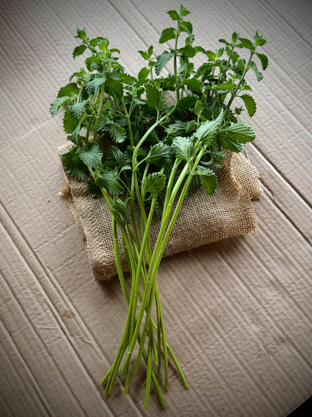 Catmint Foliage