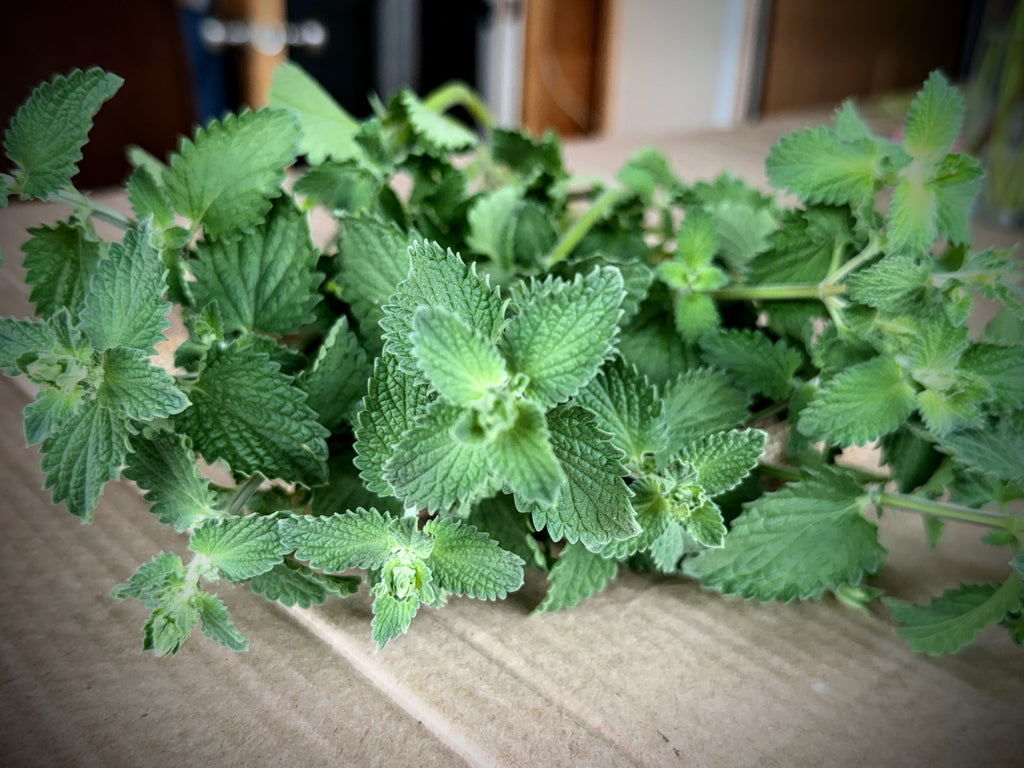 Catmint Foliage