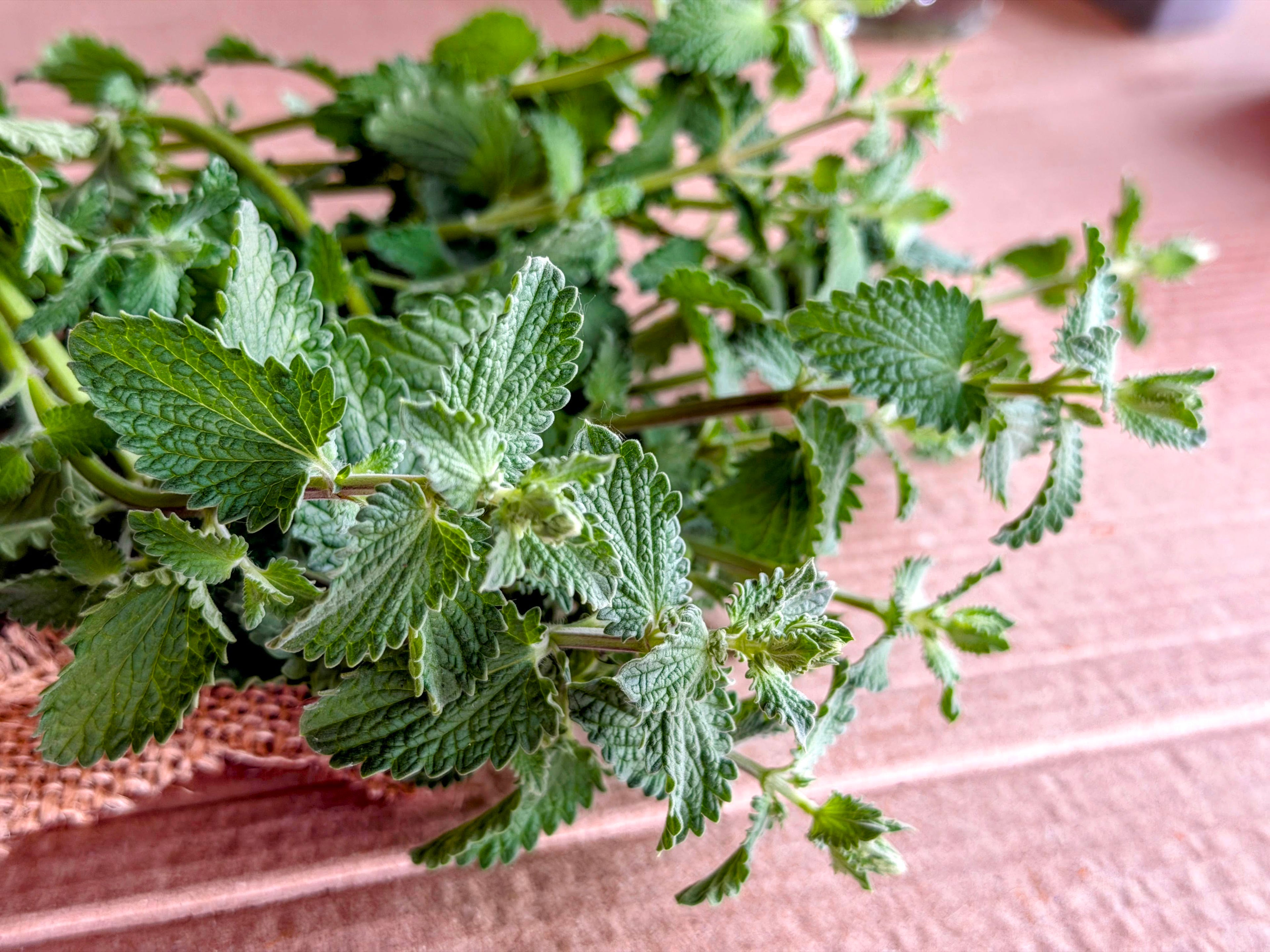 Catmint Foliage