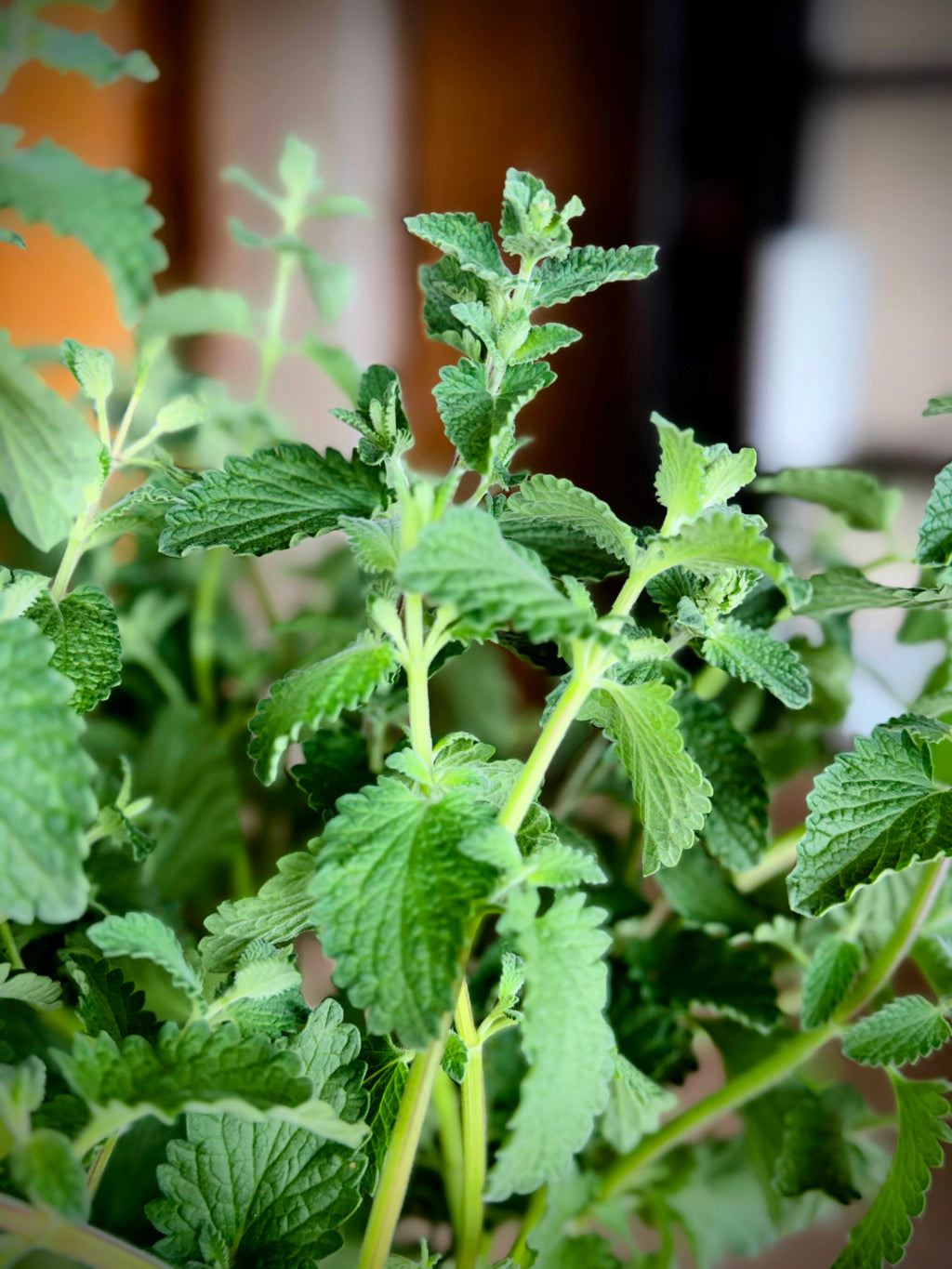 Catmint Foliage