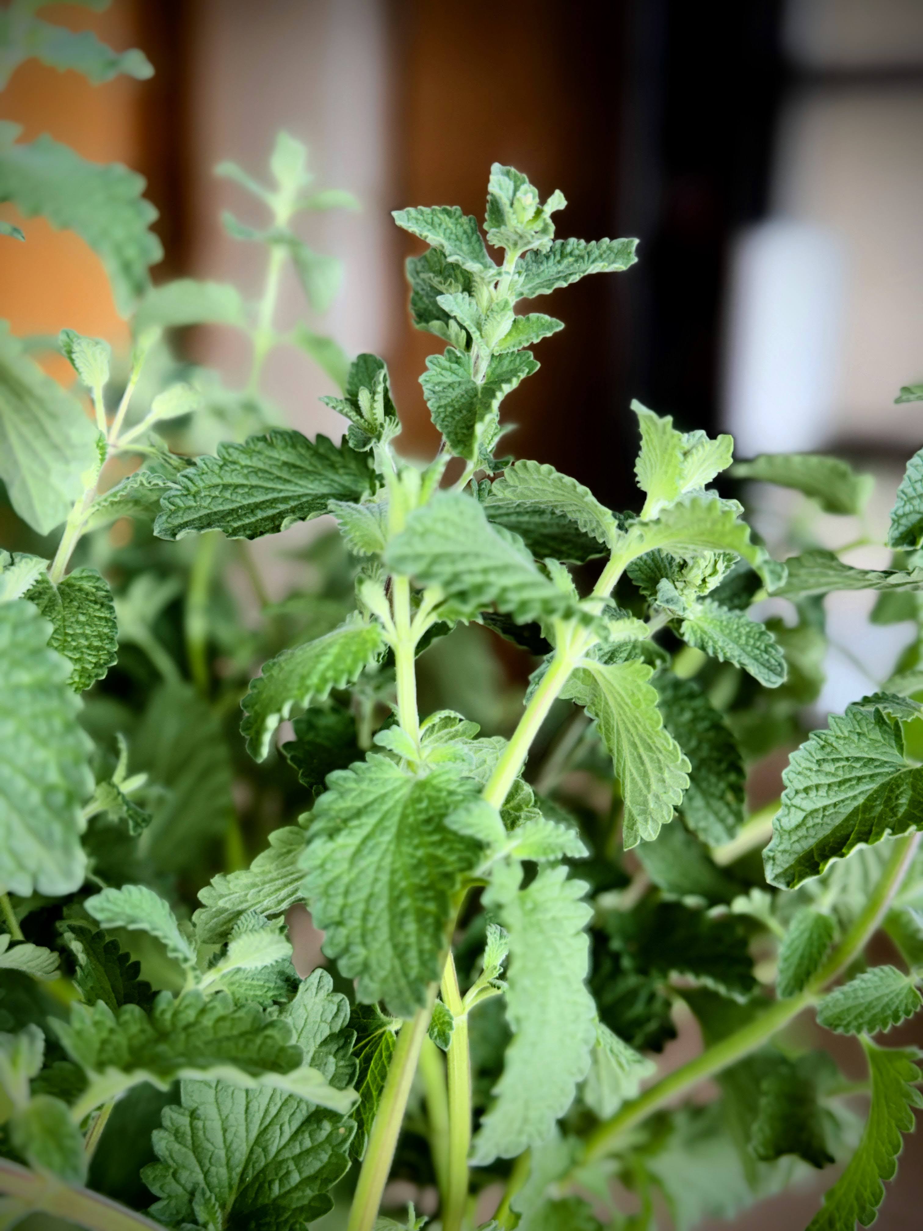 Catmint Foliage