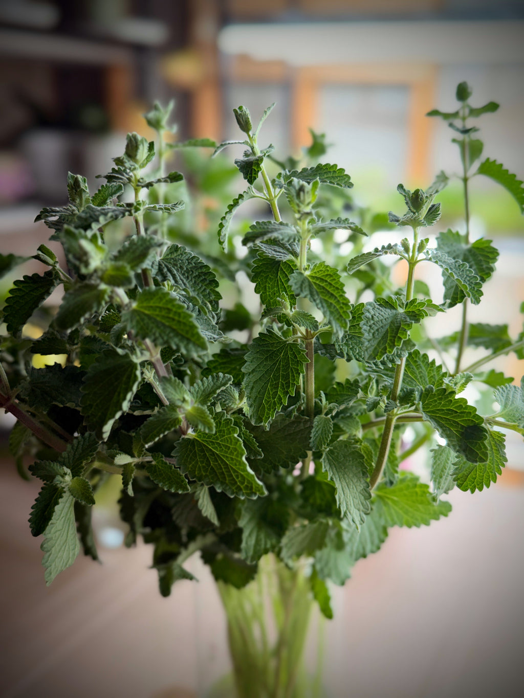 Catmint Foliage