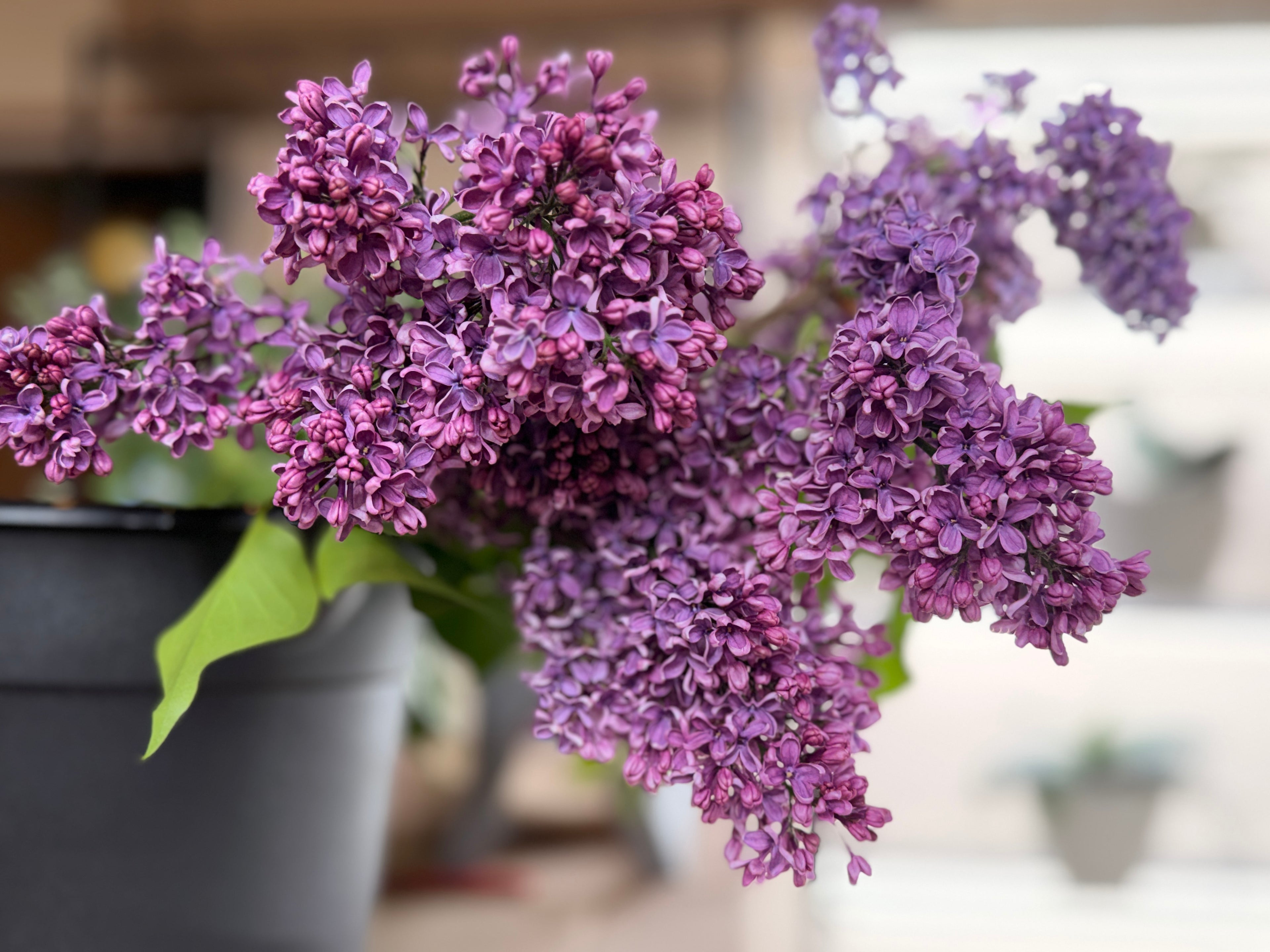 Lilac - Purple with Silver Reverse