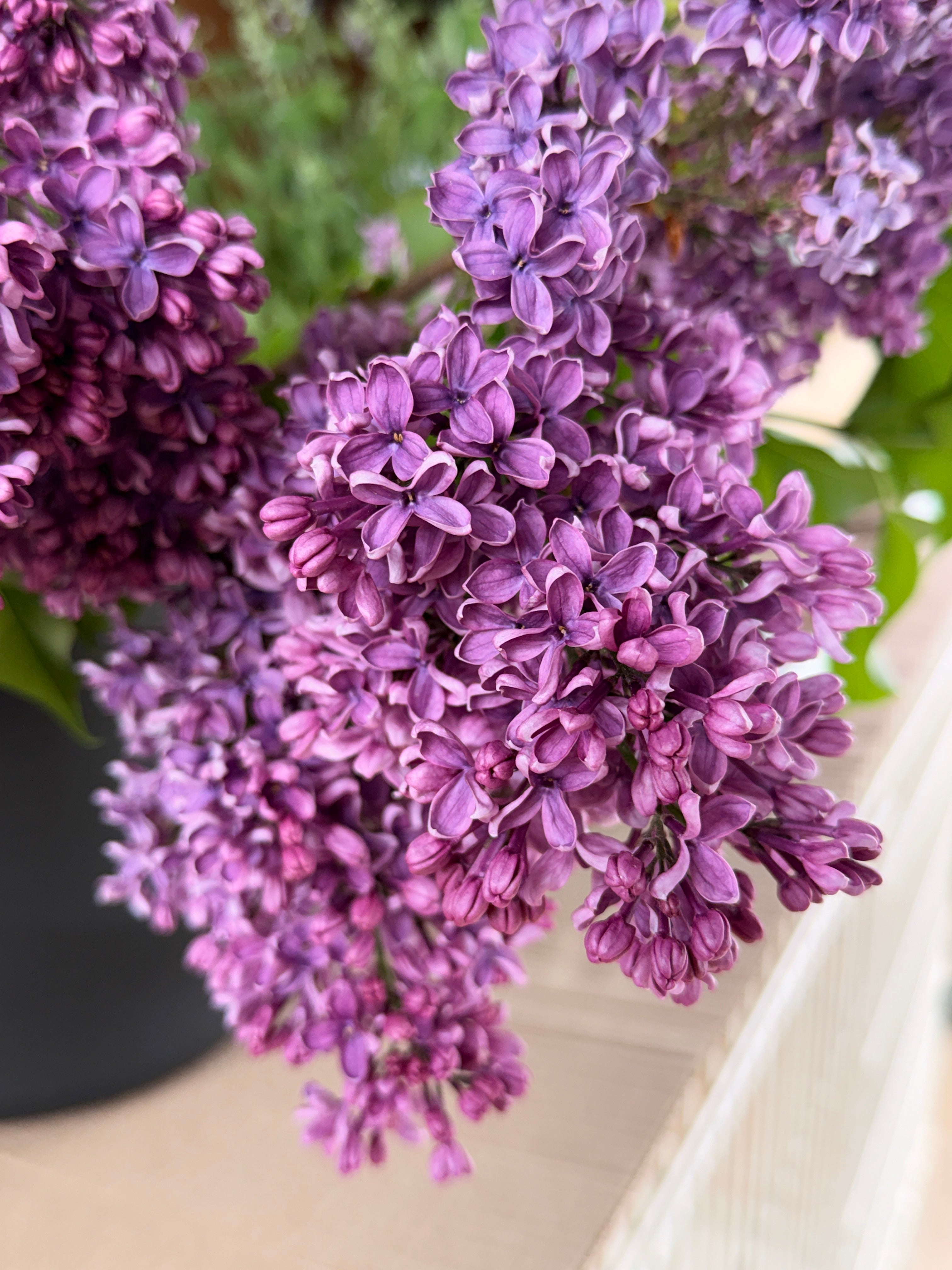 Lilac - Purple with Silver Reverse