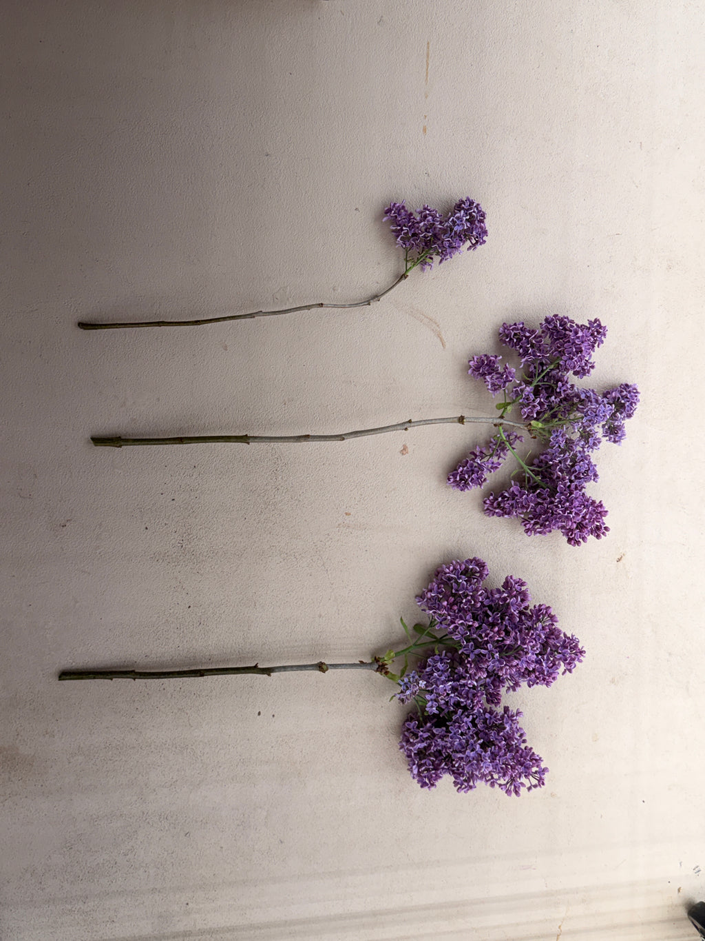 Lilac - Purple with Silver Reverse