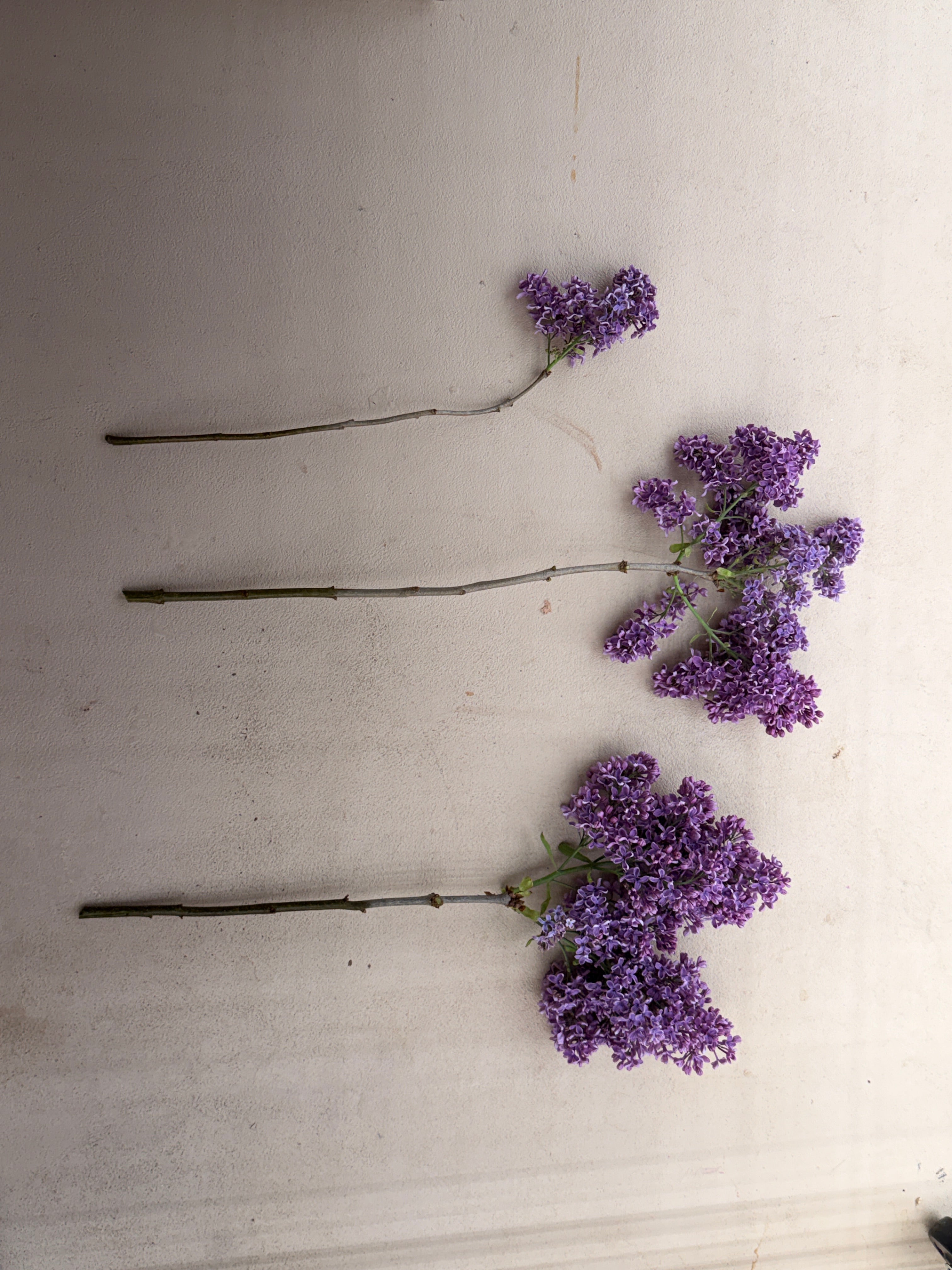 Lilac - Purple with Silver Reverse