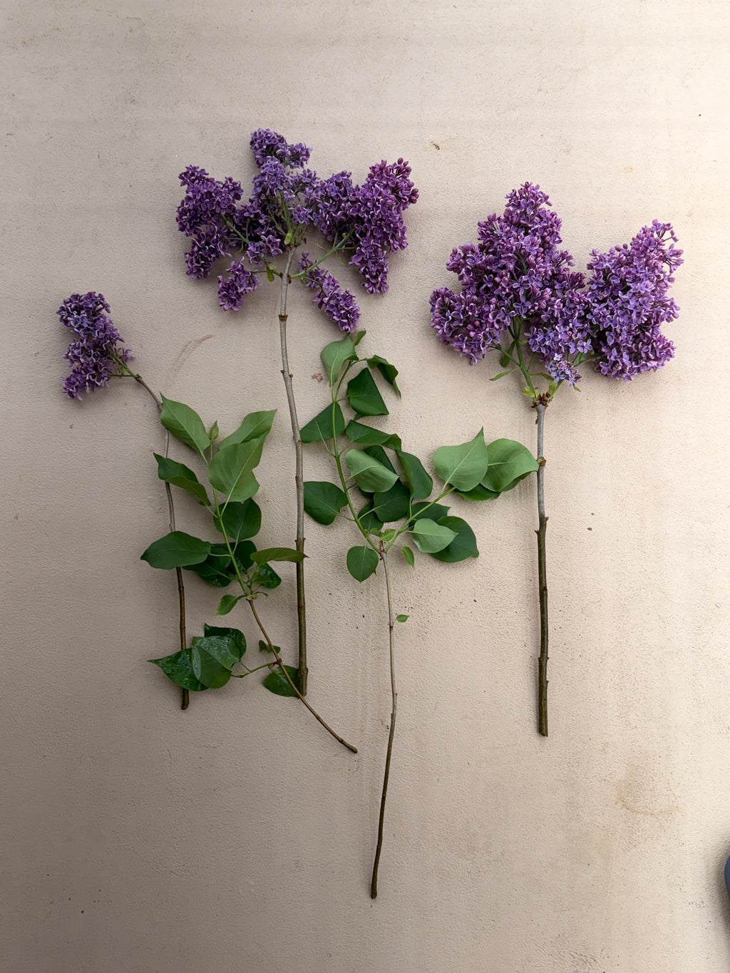 Lilac - Purple with Silver Reverse
