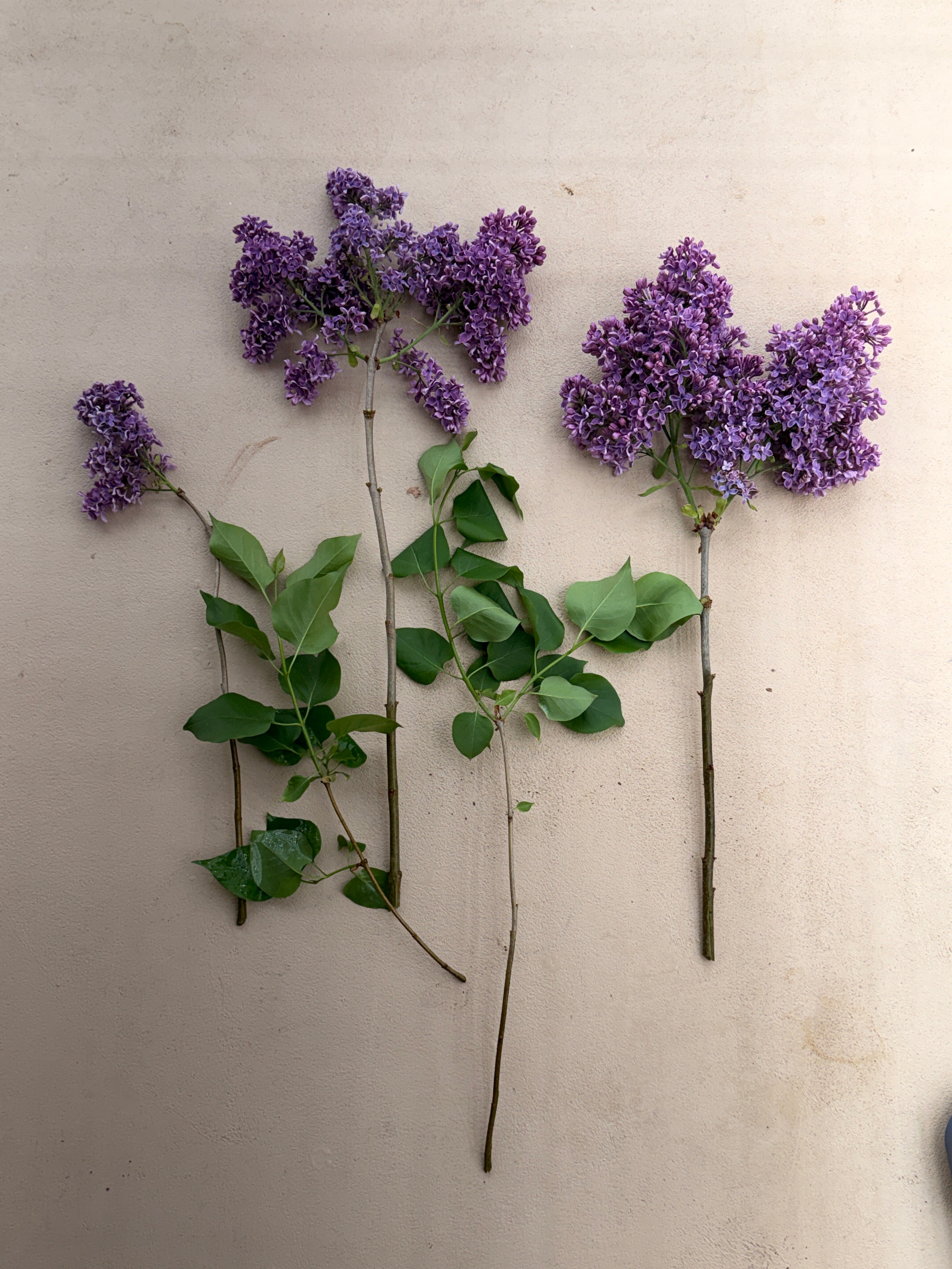 Lilac - Purple with Silver Reverse
