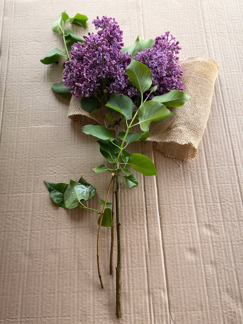 Lilac - Purple with Silver Reverse