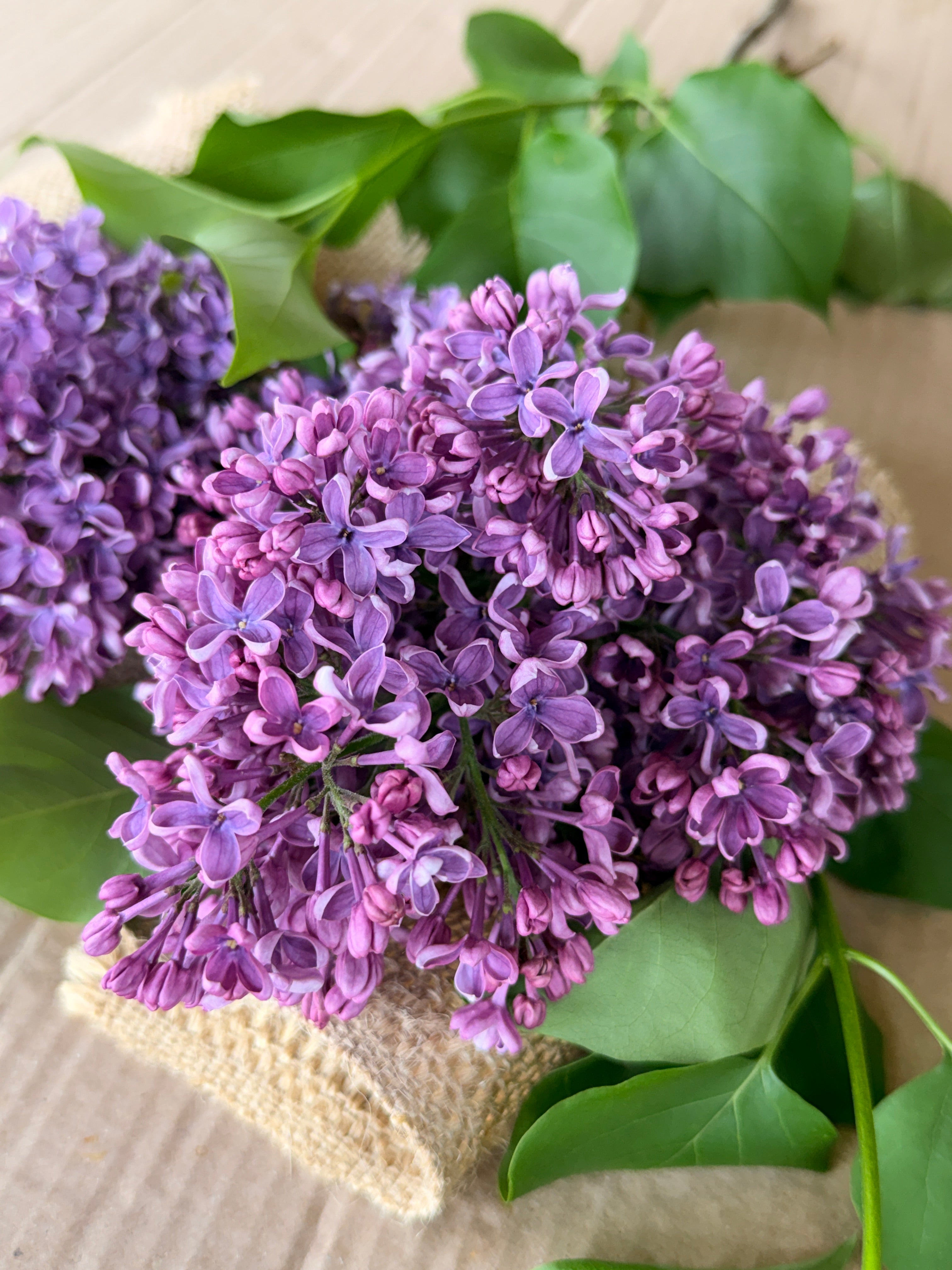 Lilac - Purple with Silver Reverse