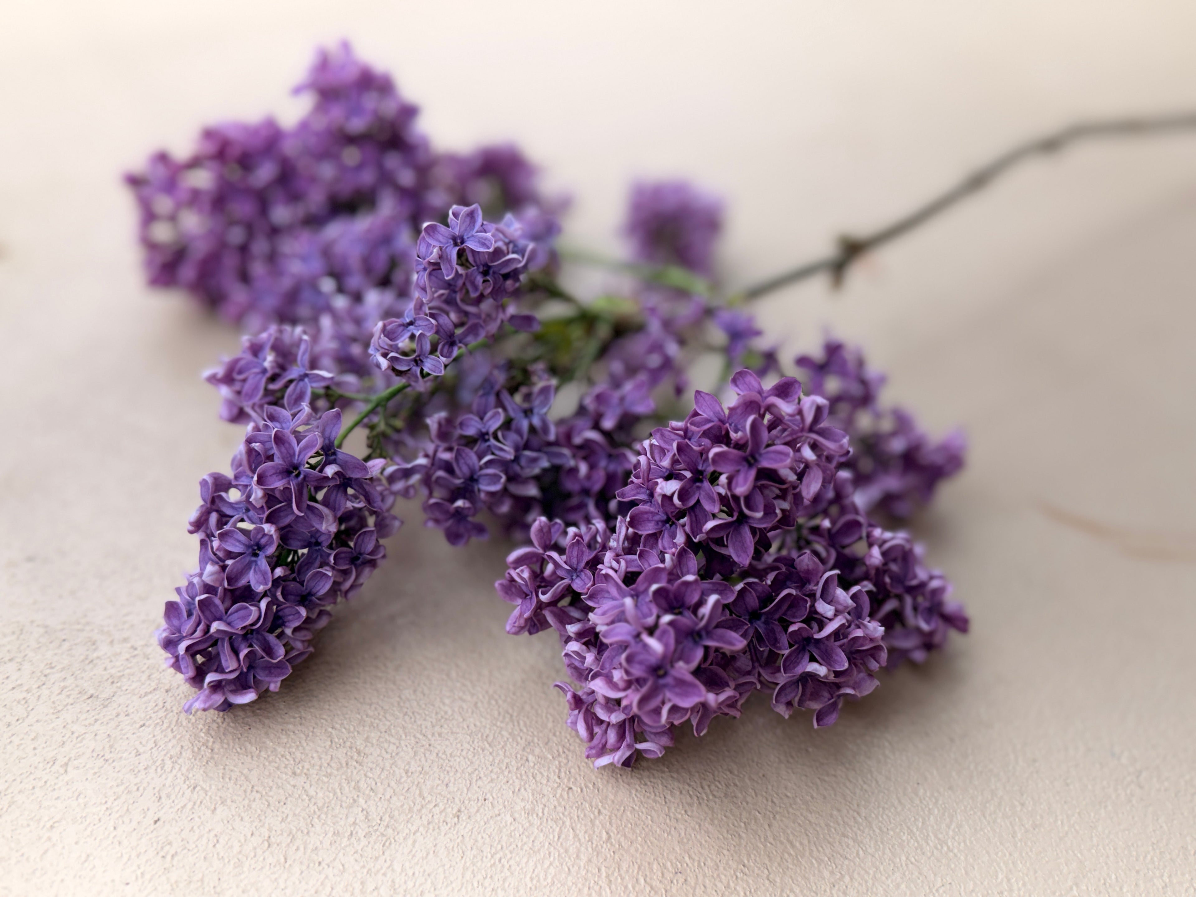Lilac - Purple with Silver Reverse