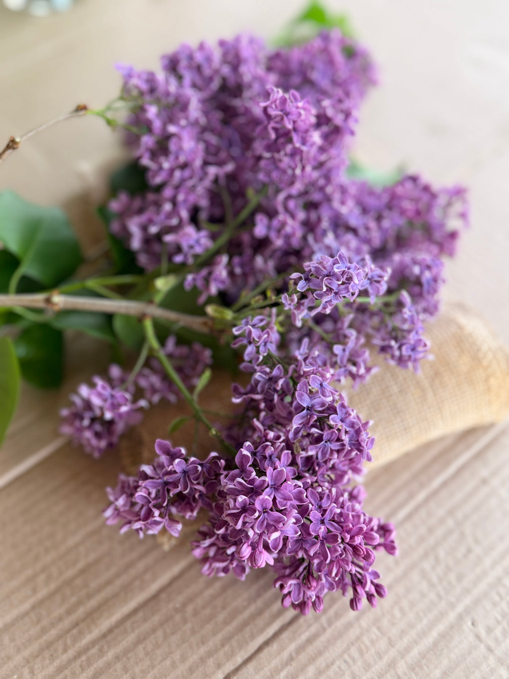 Lilac - Purple with Silver Reverse